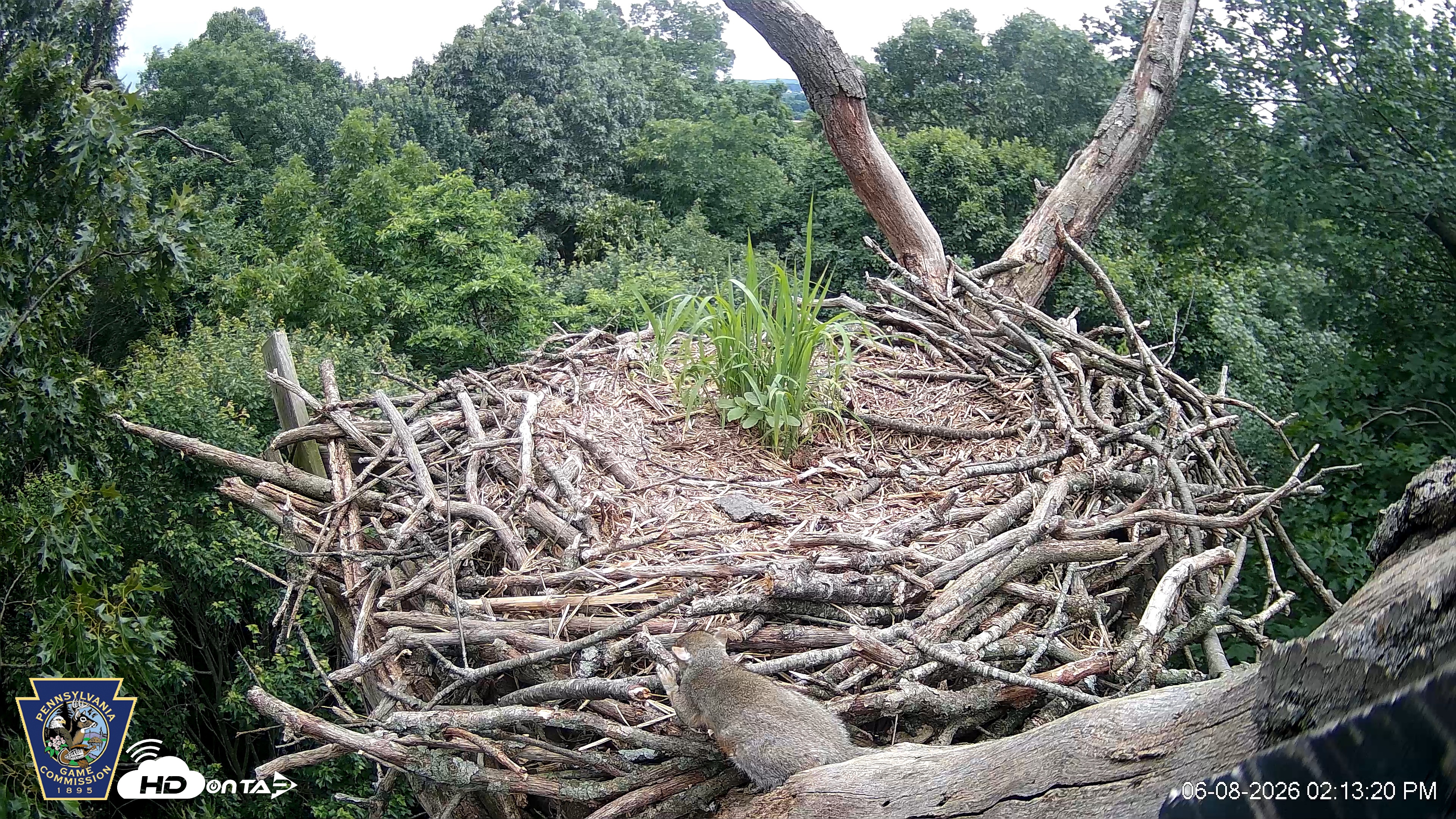 Snapshot of Hanover Eagles Live Cam taken Jun 8, 2026, 2:13pm EDT