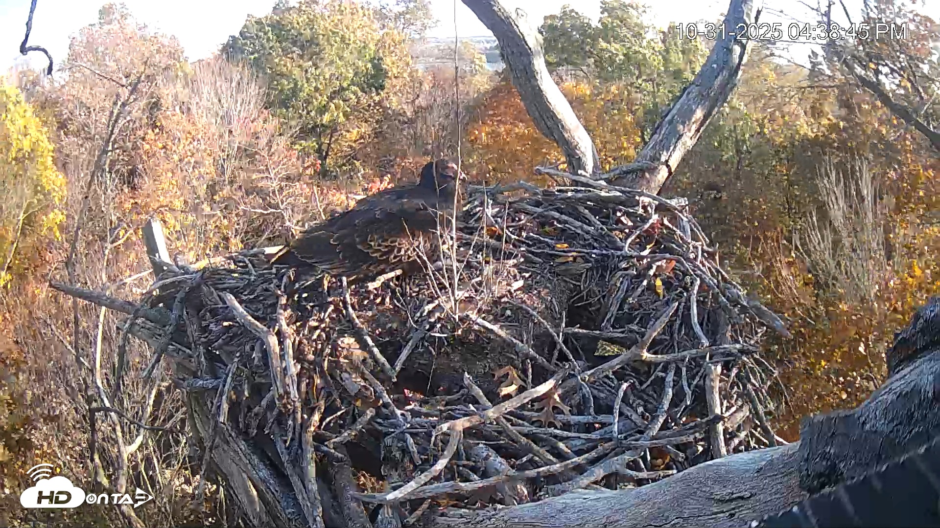 Snapshot of Hanover Eagles Live Cam taken Oct 31, 2025, 4:38pm EDT