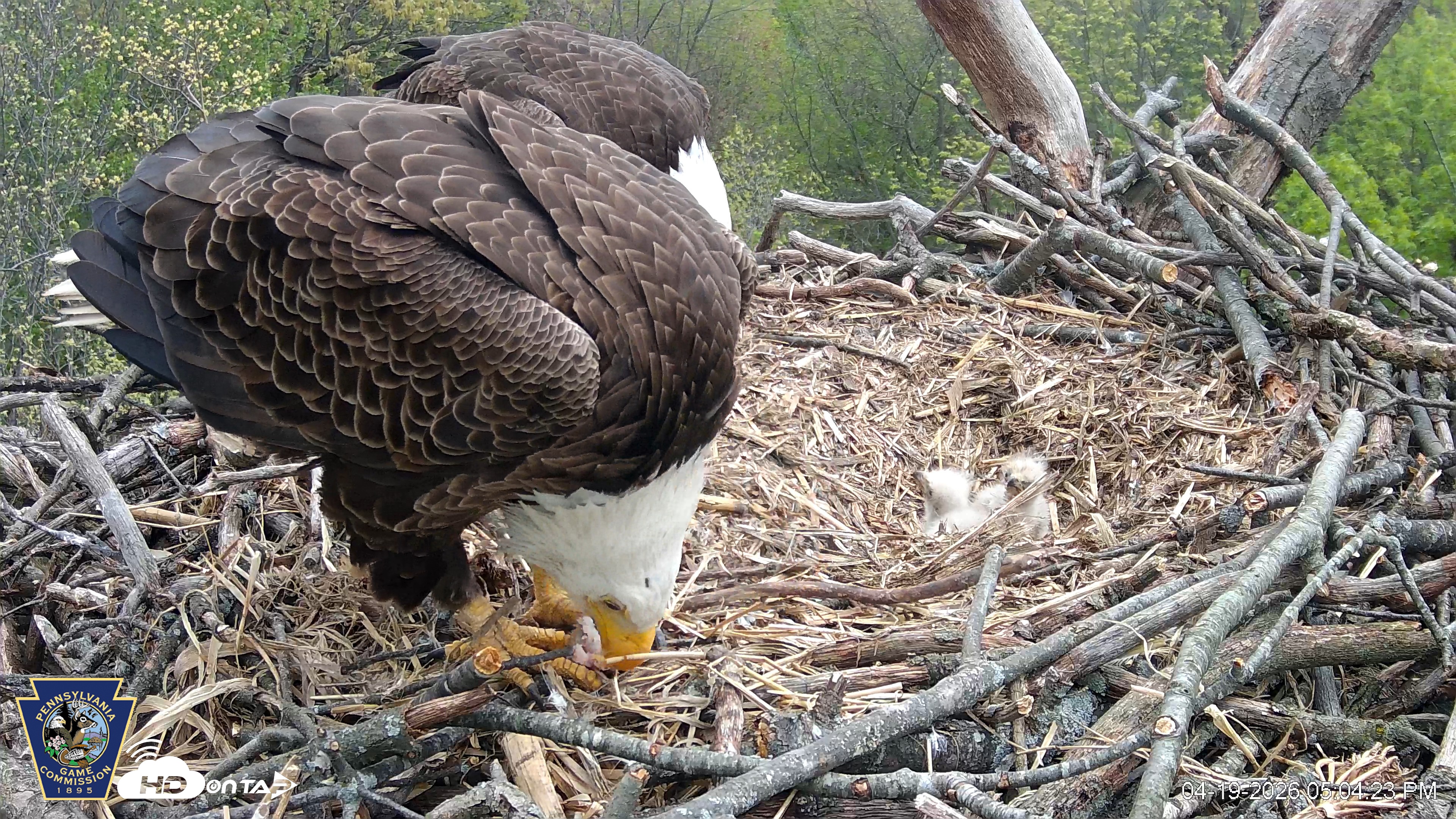 Snapshot of Hanover Eagles Live Cam taken Apr 19, 2026, 5:05pm EDT