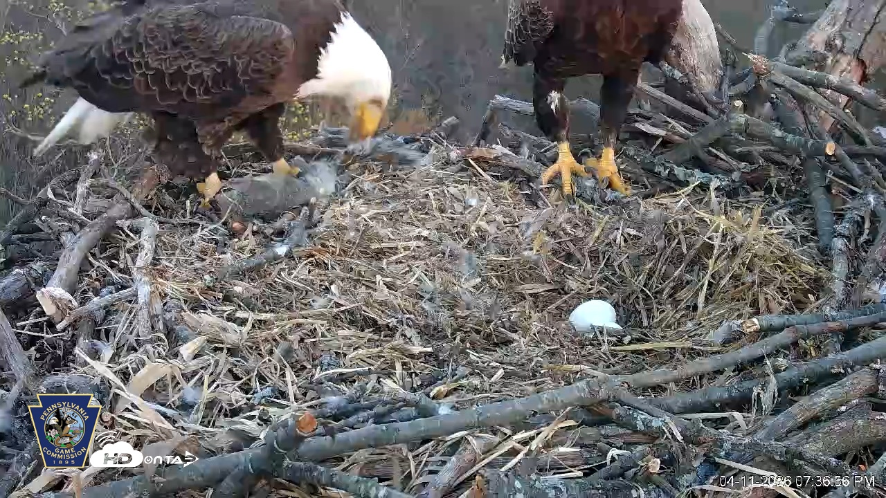 Snapshot of Hanover Eagles Live Cam taken Apr 11, 2026, 7:37pm EDT