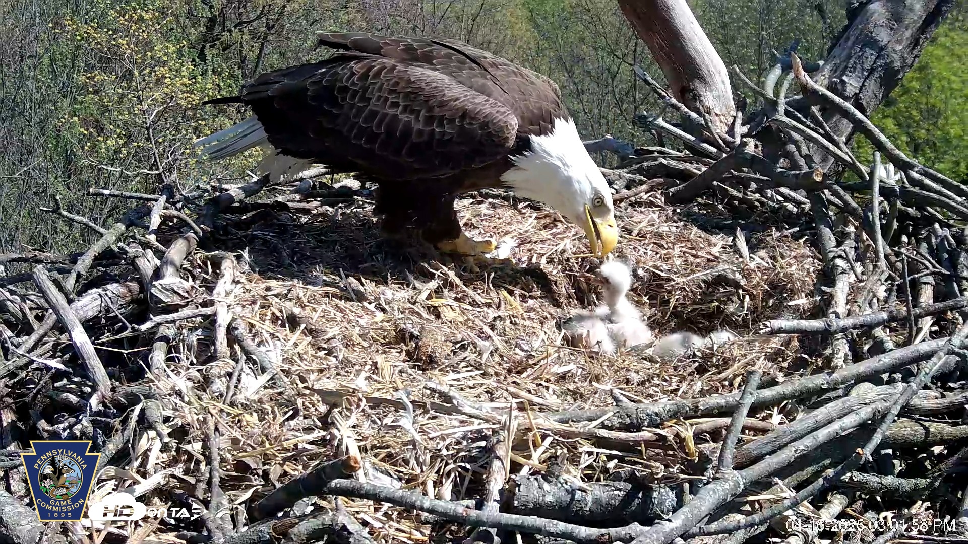 Snapshot of Hanover Eagles Live Cam taken Apr 16, 2026, 3:02pm EDT
