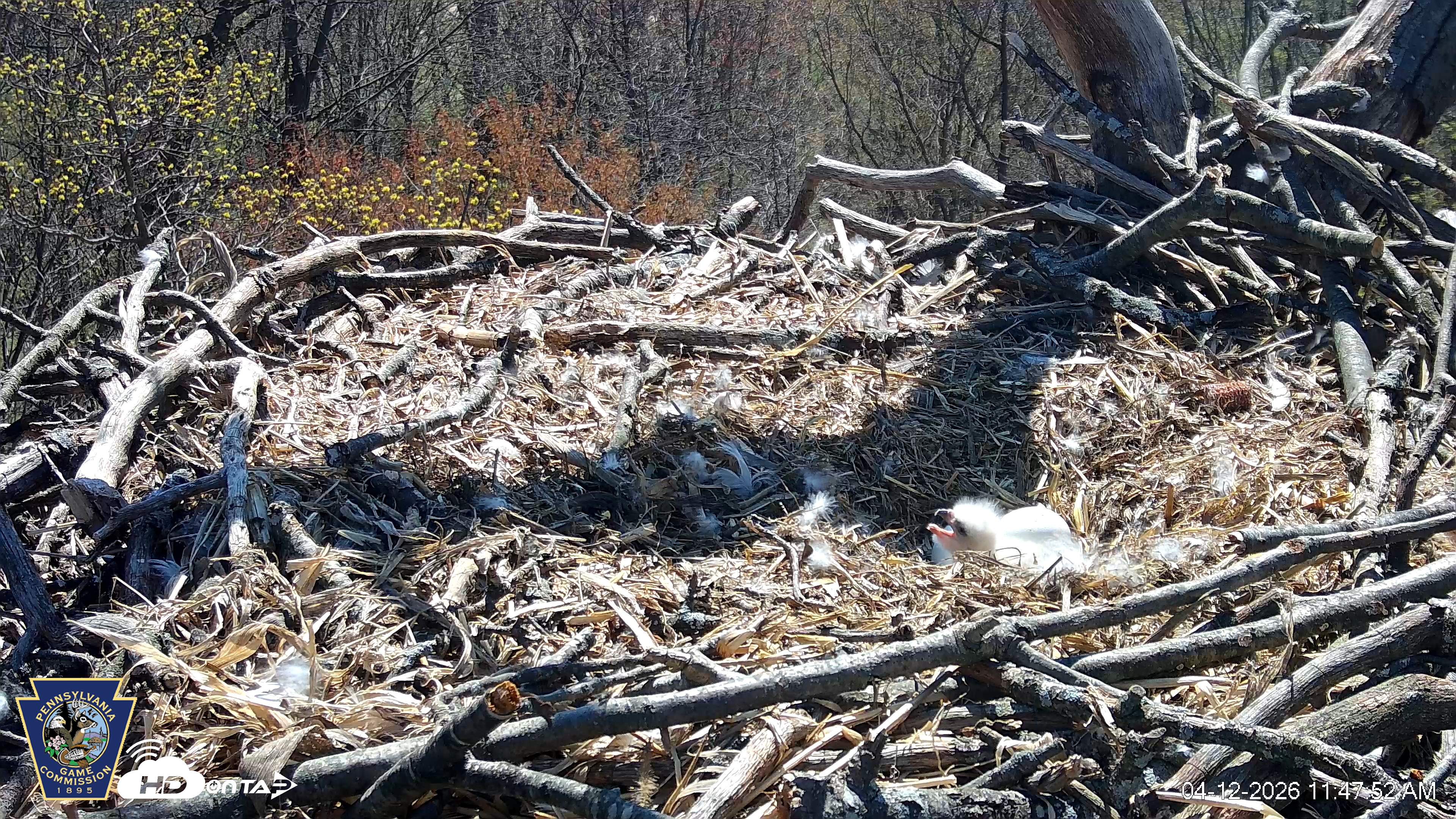 Snapshot of Hanover Eagles Live Cam taken Apr 12, 2026, 11:49am EDT