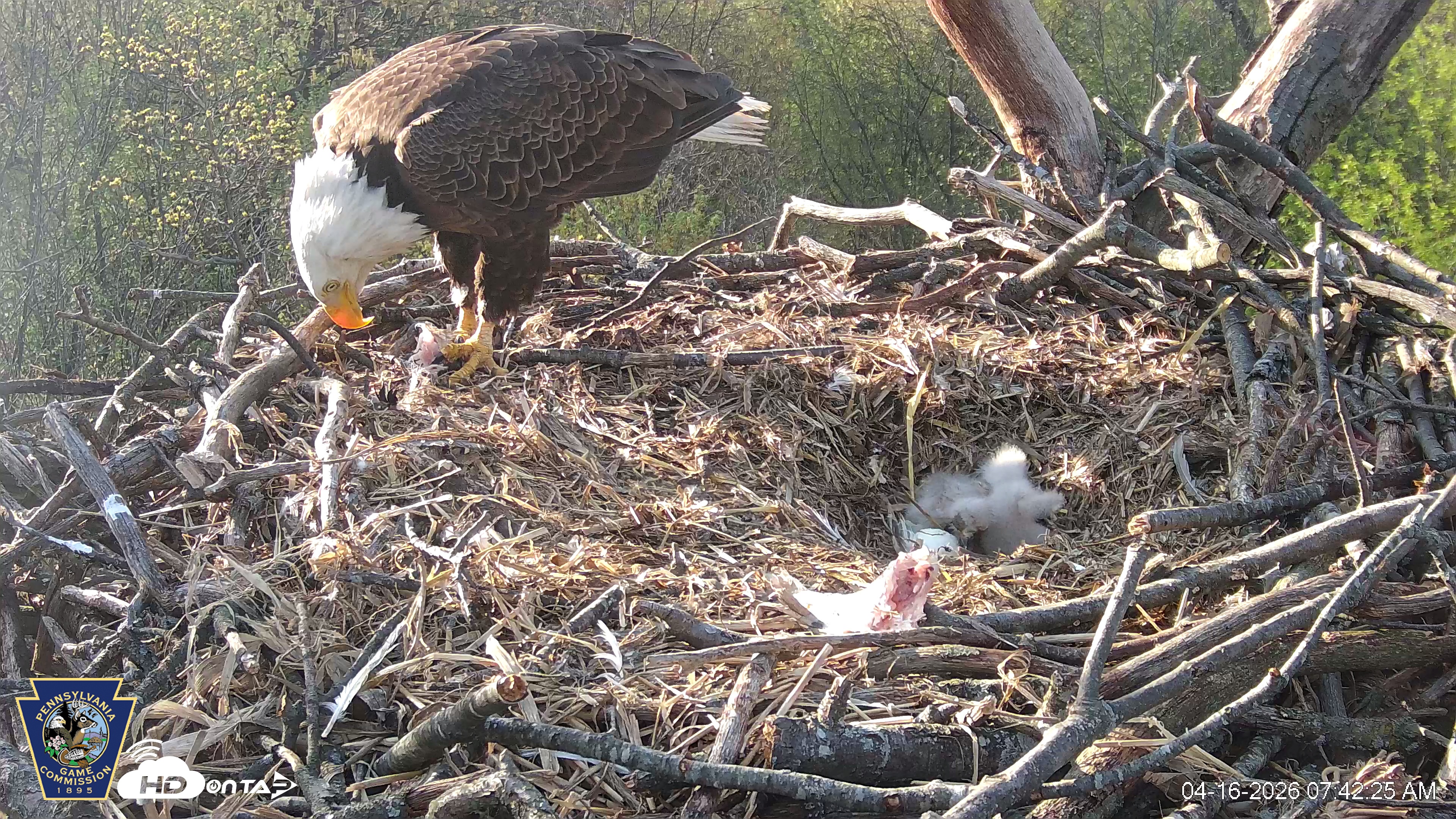 Snapshot of Hanover Eagles Live Cam taken Apr 16, 2026, 7:42am EDT