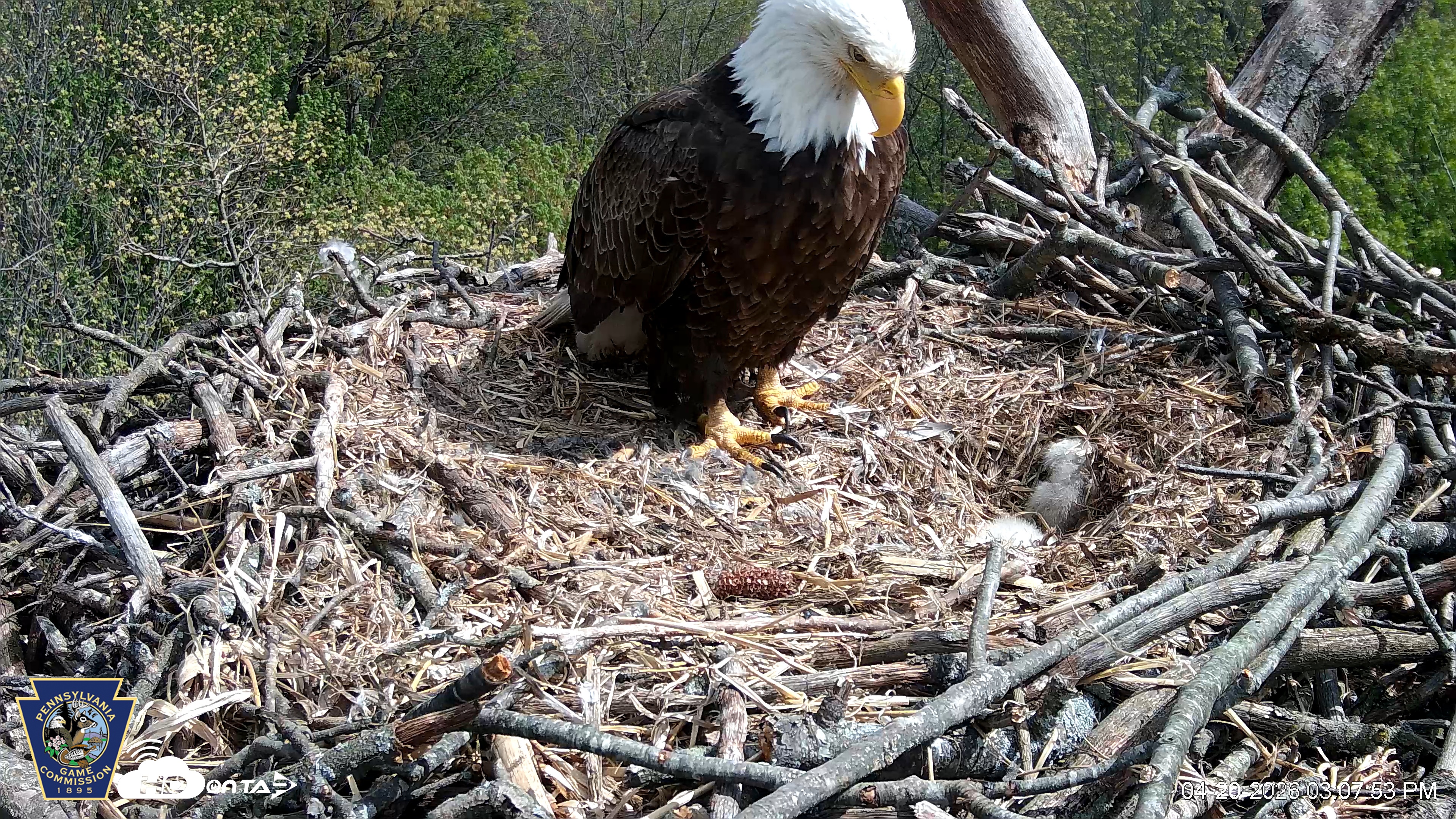 Snapshot of Hanover Eagles Live Cam taken Apr 20, 2026, 3:08pm EDT