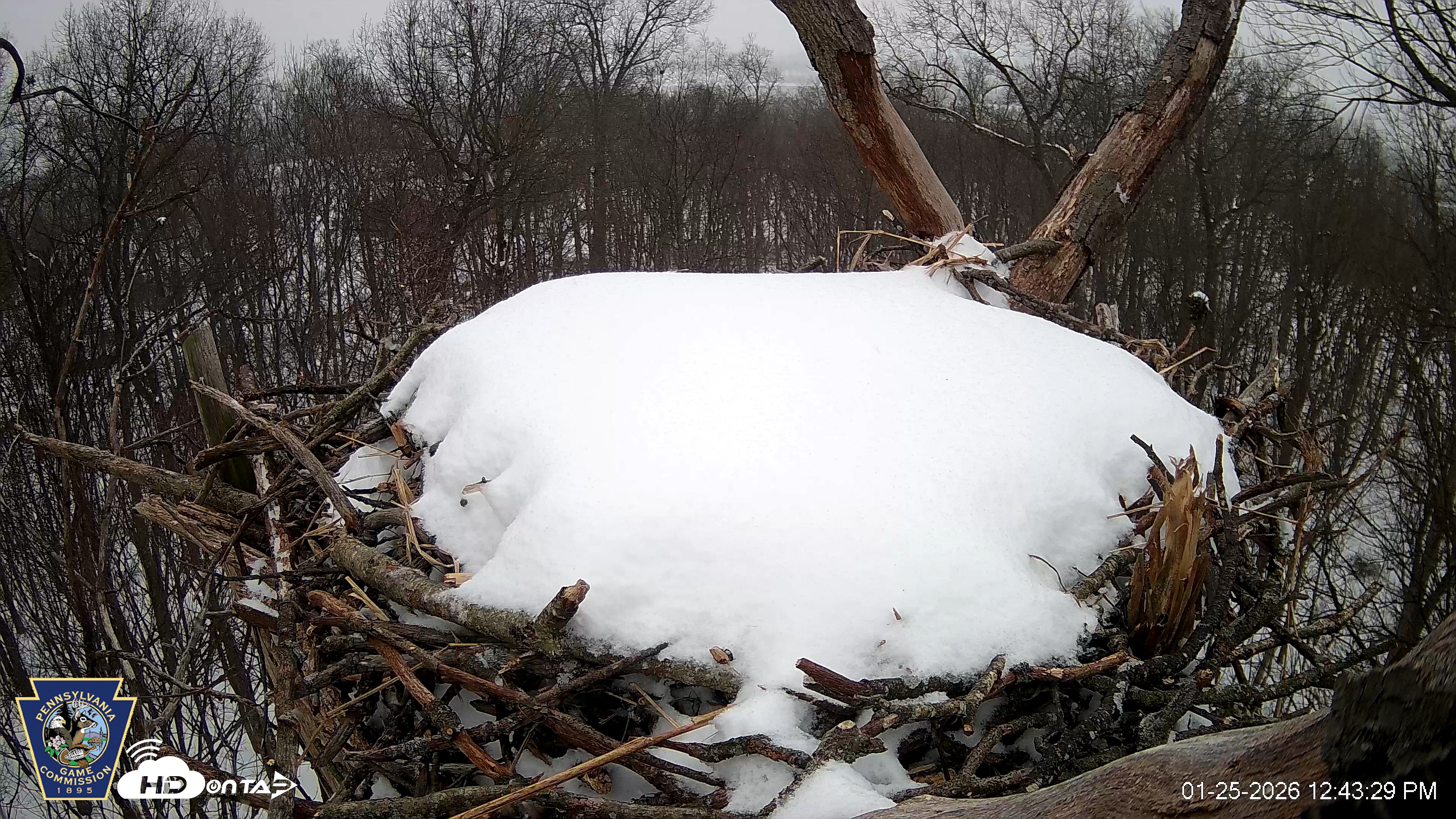 Snapshot of Hanover Eagles Live Cam taken Jan 25, 2026, 12:44pm EST