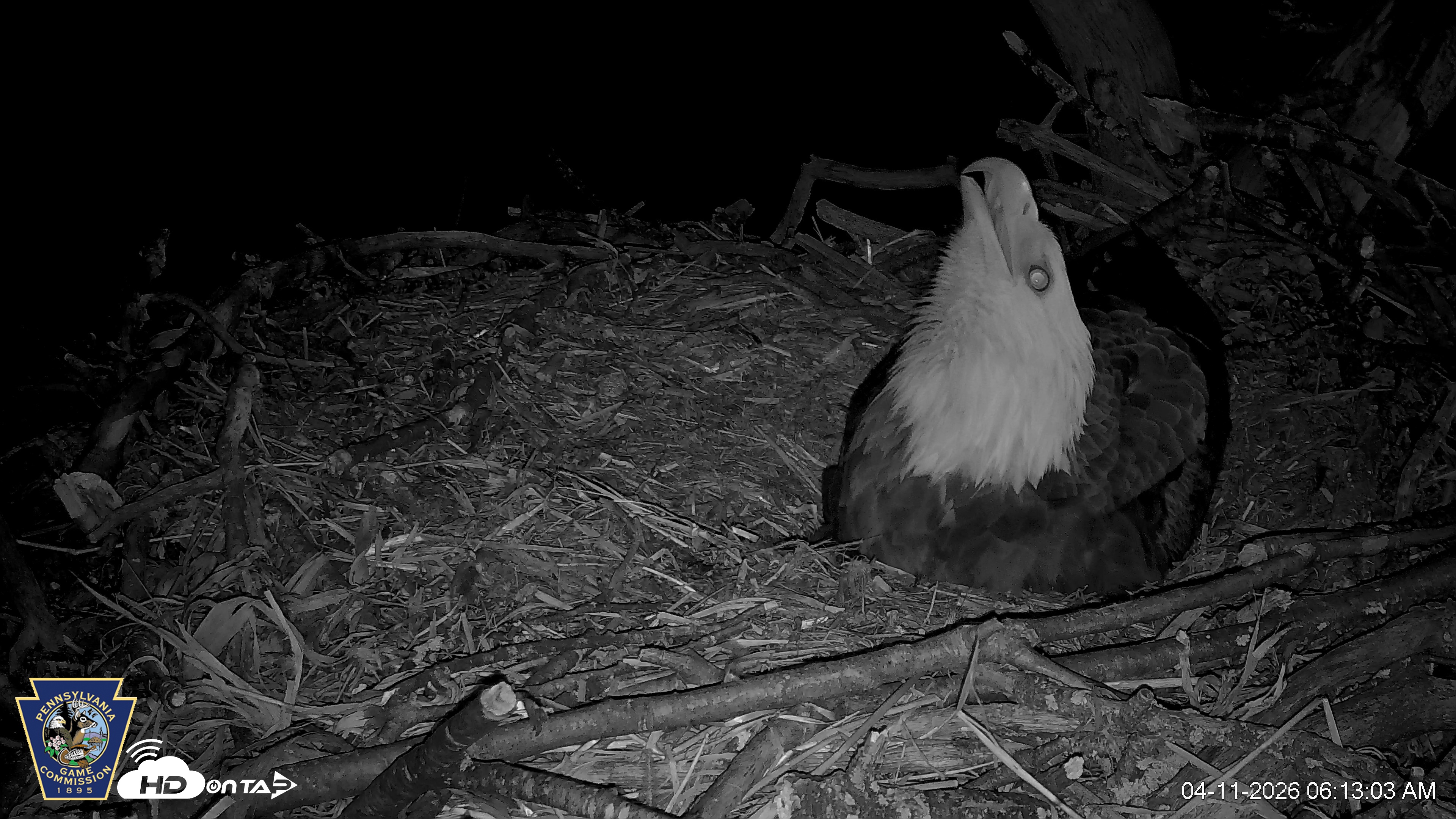 Snapshot of Hanover Eagles Live Cam taken Apr 11, 2026, 6:13am EDT