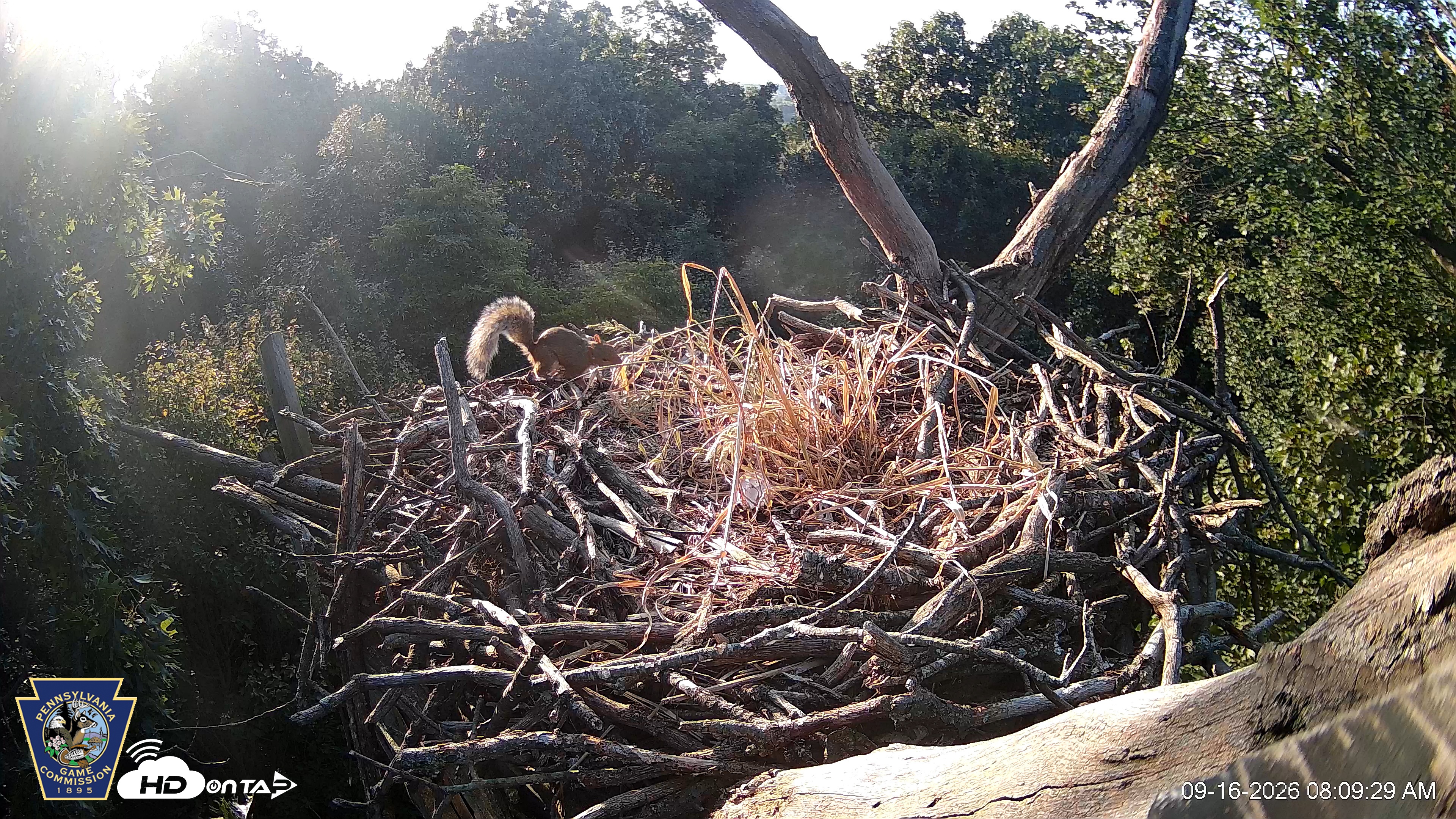 Snapshot of Hanover Eagles Live Cam taken Sep 16, 2026, 8:10am EDT