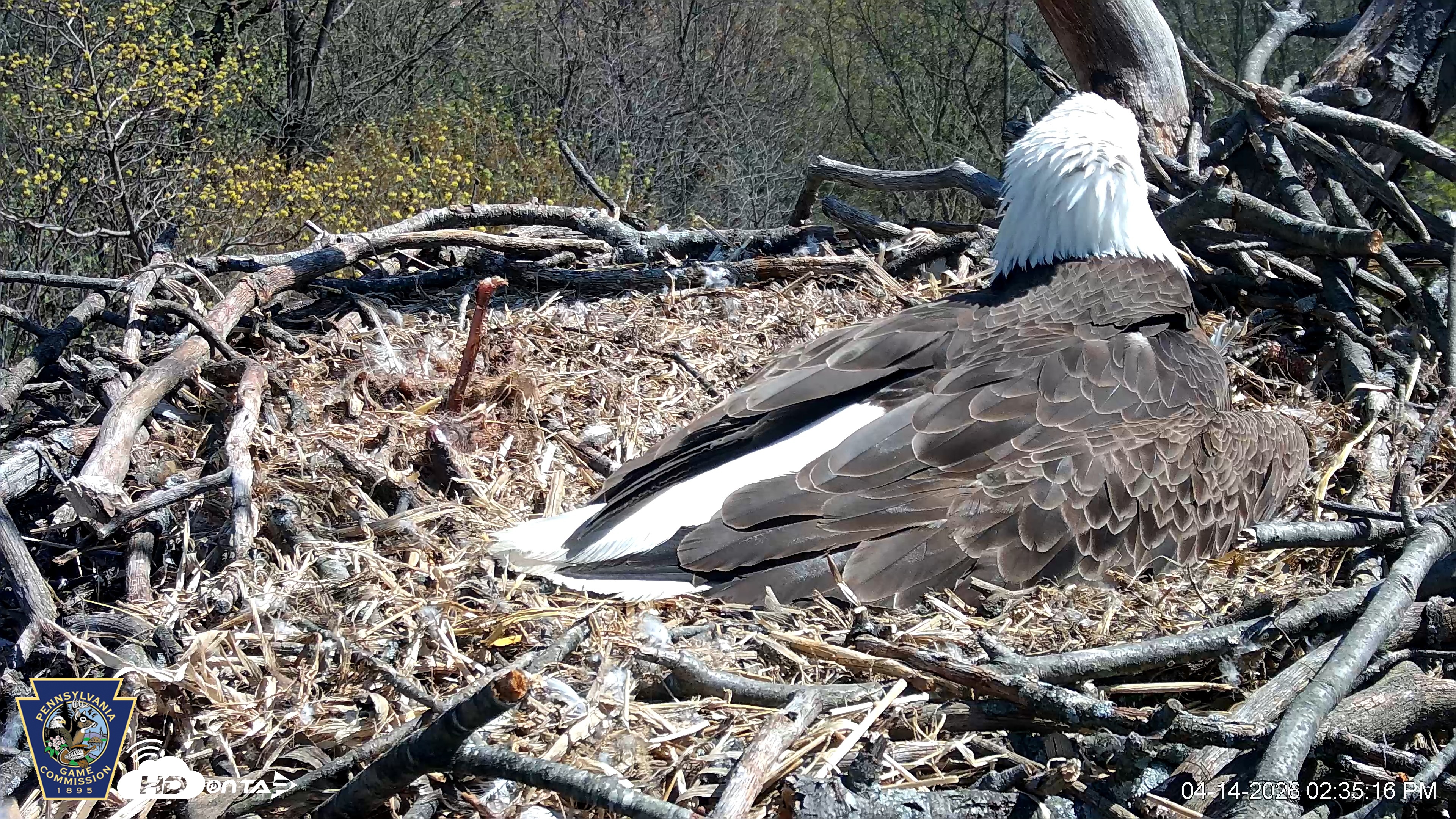 Snapshot of Hanover Eagles Live Cam taken Apr 14, 2026, 2:36pm EDT