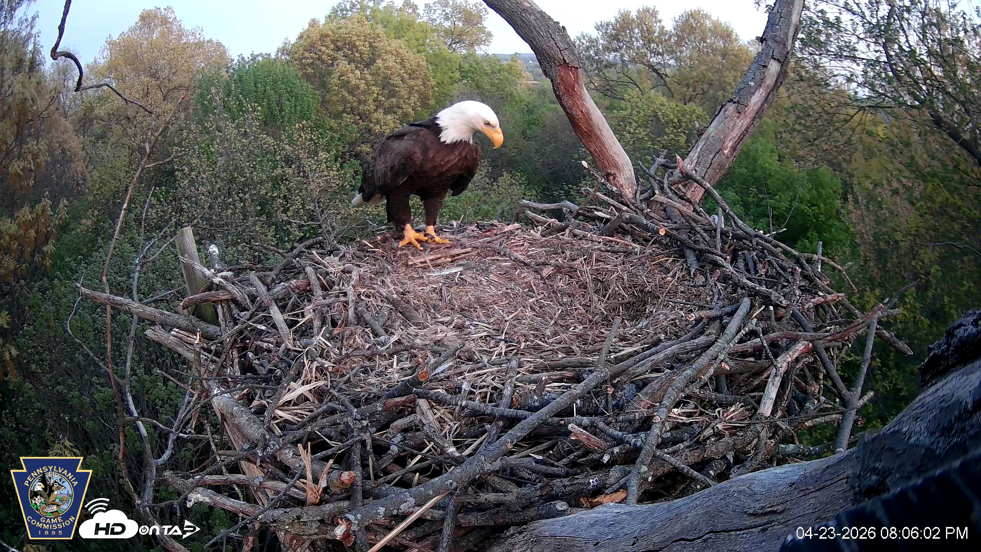 Snapshot of Hanover Eagles Live Cam taken Apr 23, 2026, 8:06pm EDT