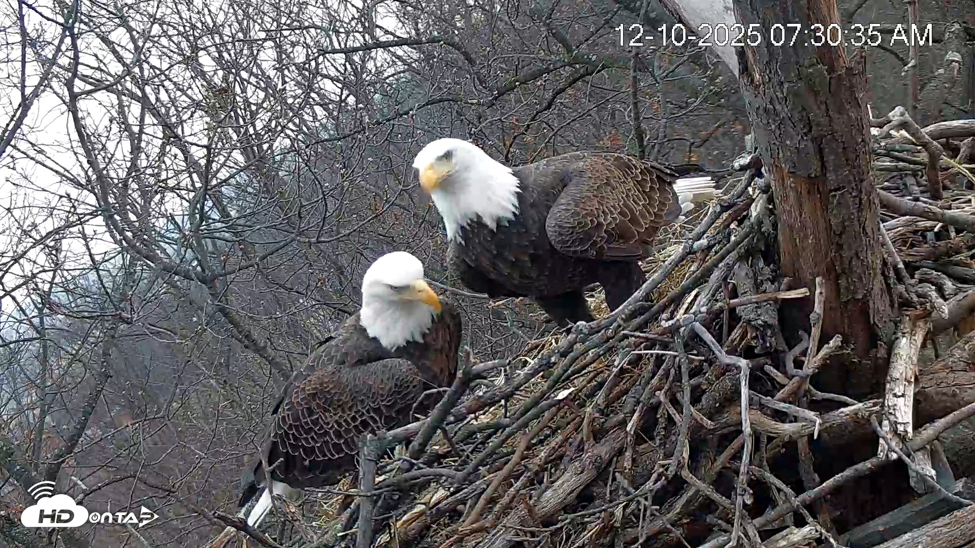 Snapshot of Hanover Eagles Live Cam taken Dec 10, 2025, 7:31am EST