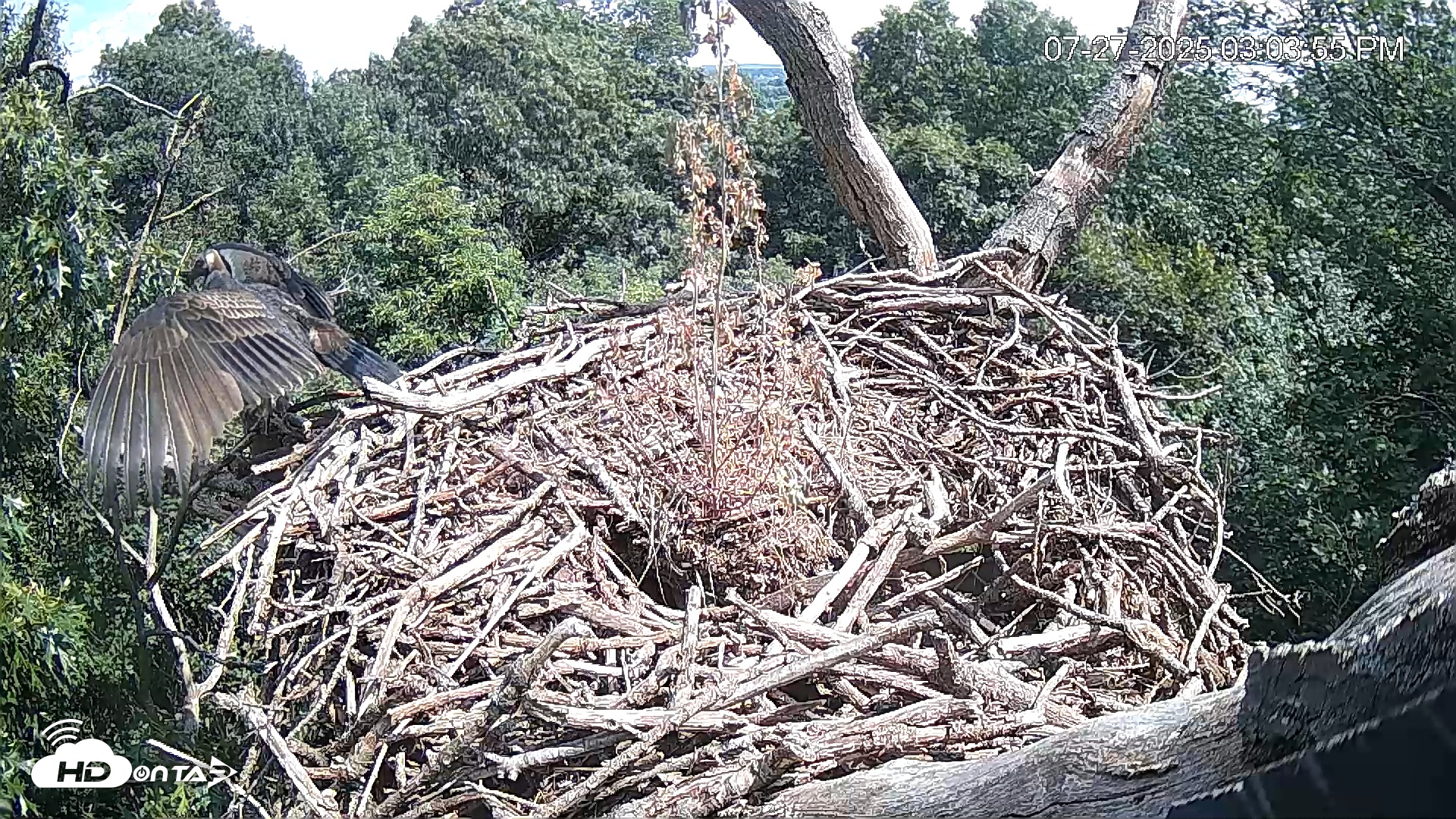 Snapshot of Hanover Eagles Live Cam taken Jul 27, 2025, 3:04pm EDT