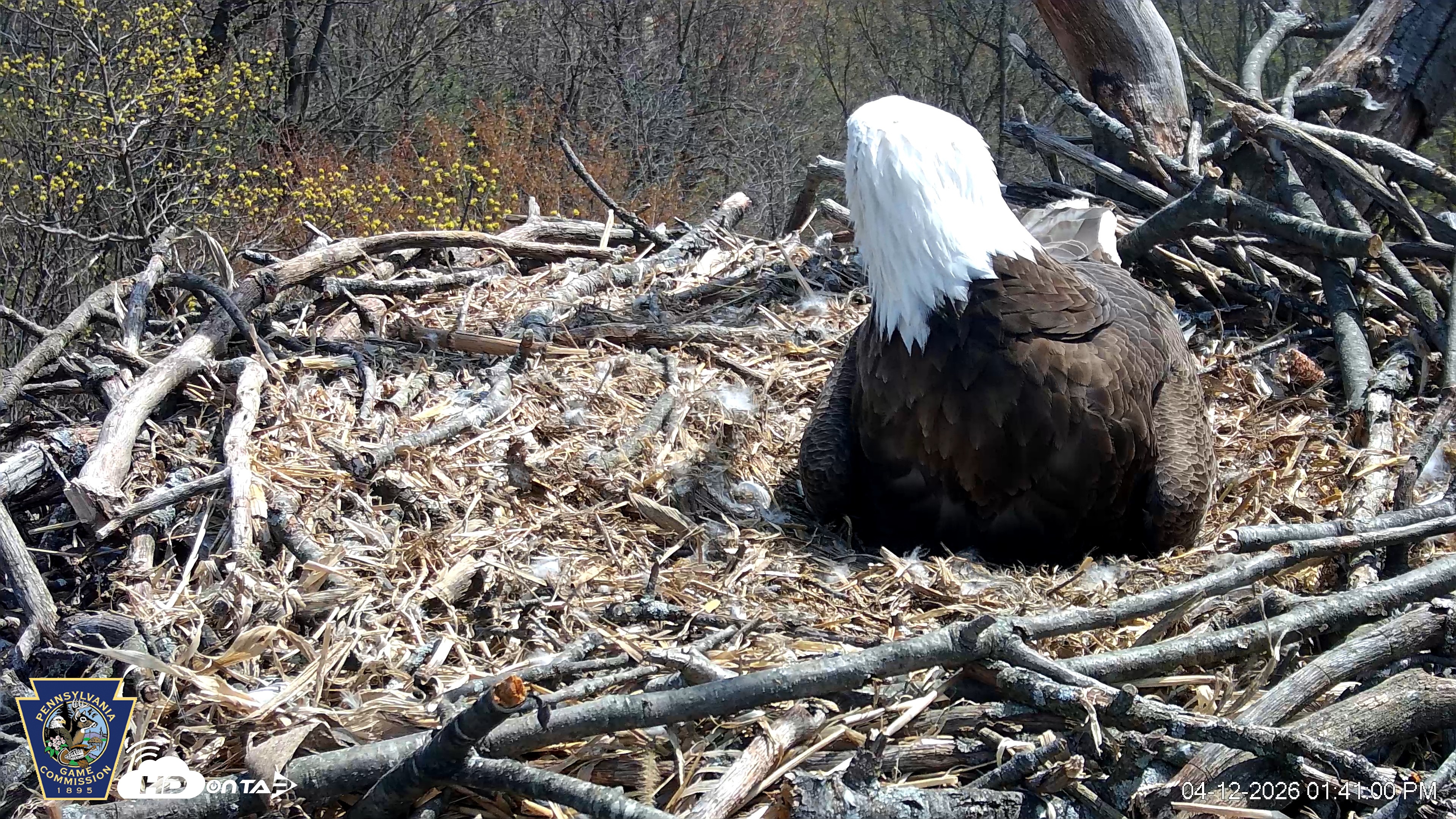 Snapshot of Hanover Eagles Live Cam taken Apr 12, 2026, 1:41pm EDT