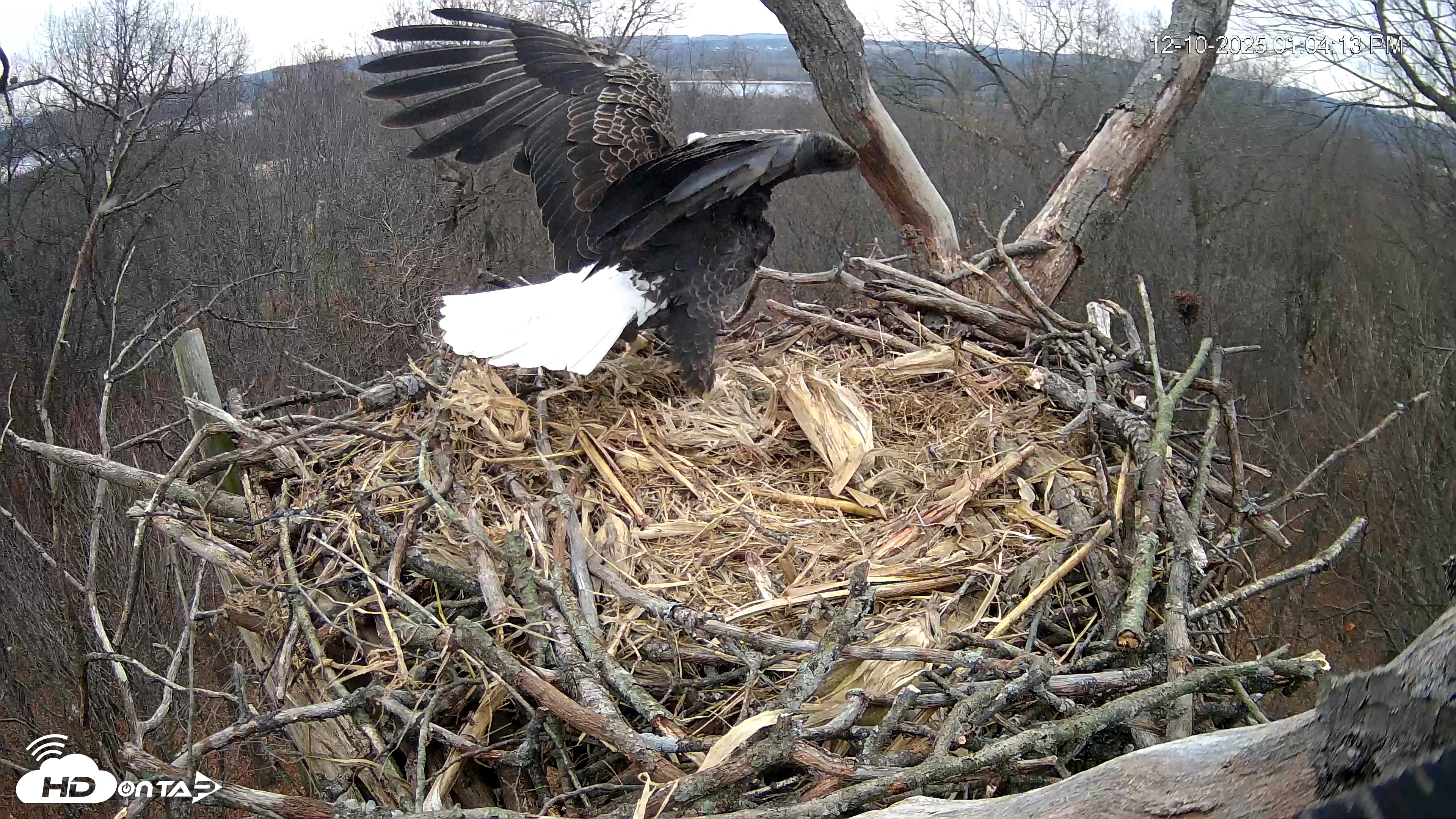 Snapshot of Hanover Eagles Live Cam taken Dec 10, 2025, 1:04pm EST