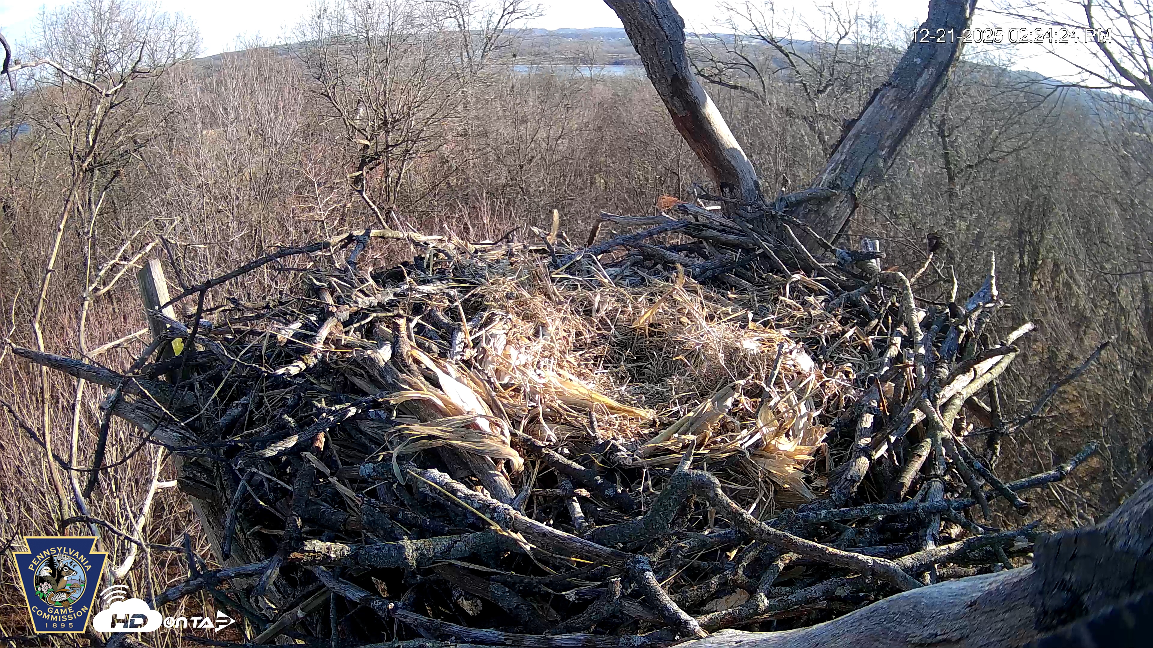 Snapshot of Hanover Eagles Live Cam taken Dec 21, 2025, 2:24pm EST