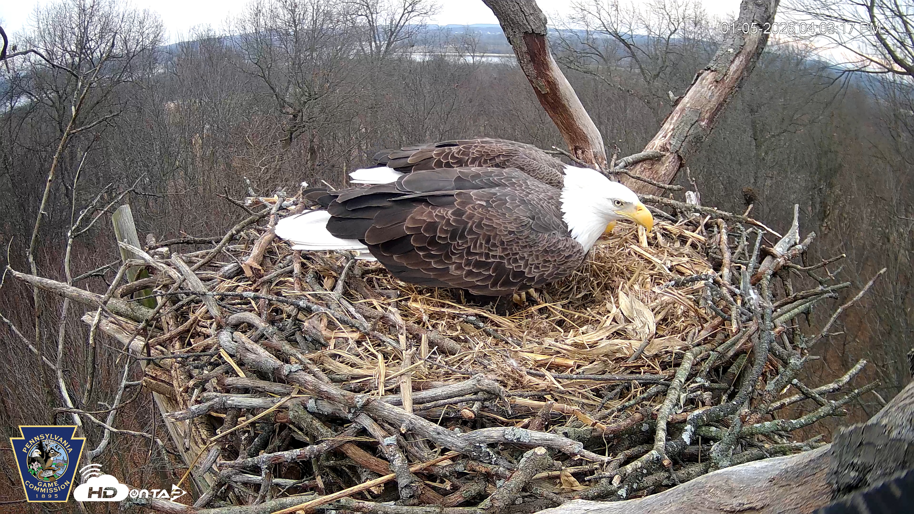 Snapshot of Hanover Eagles Live Cam taken Jan 5, 2026, 4:03pm EST