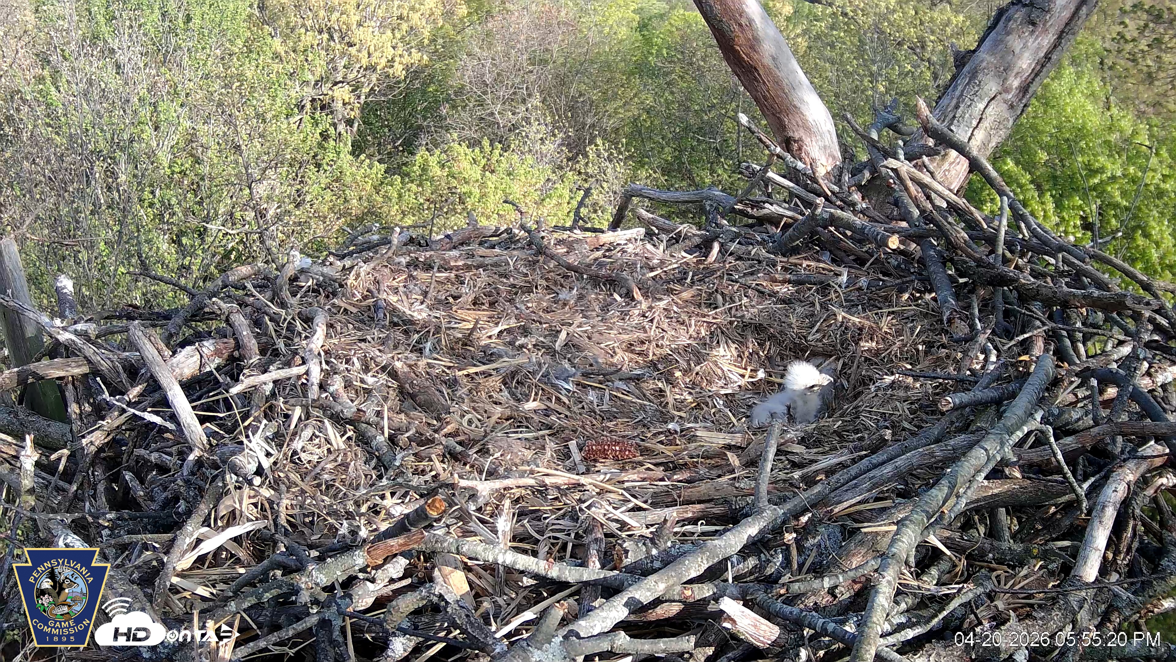 Snapshot of Hanover Eagles Live Cam taken Apr 20, 2026, 5:56pm EDT