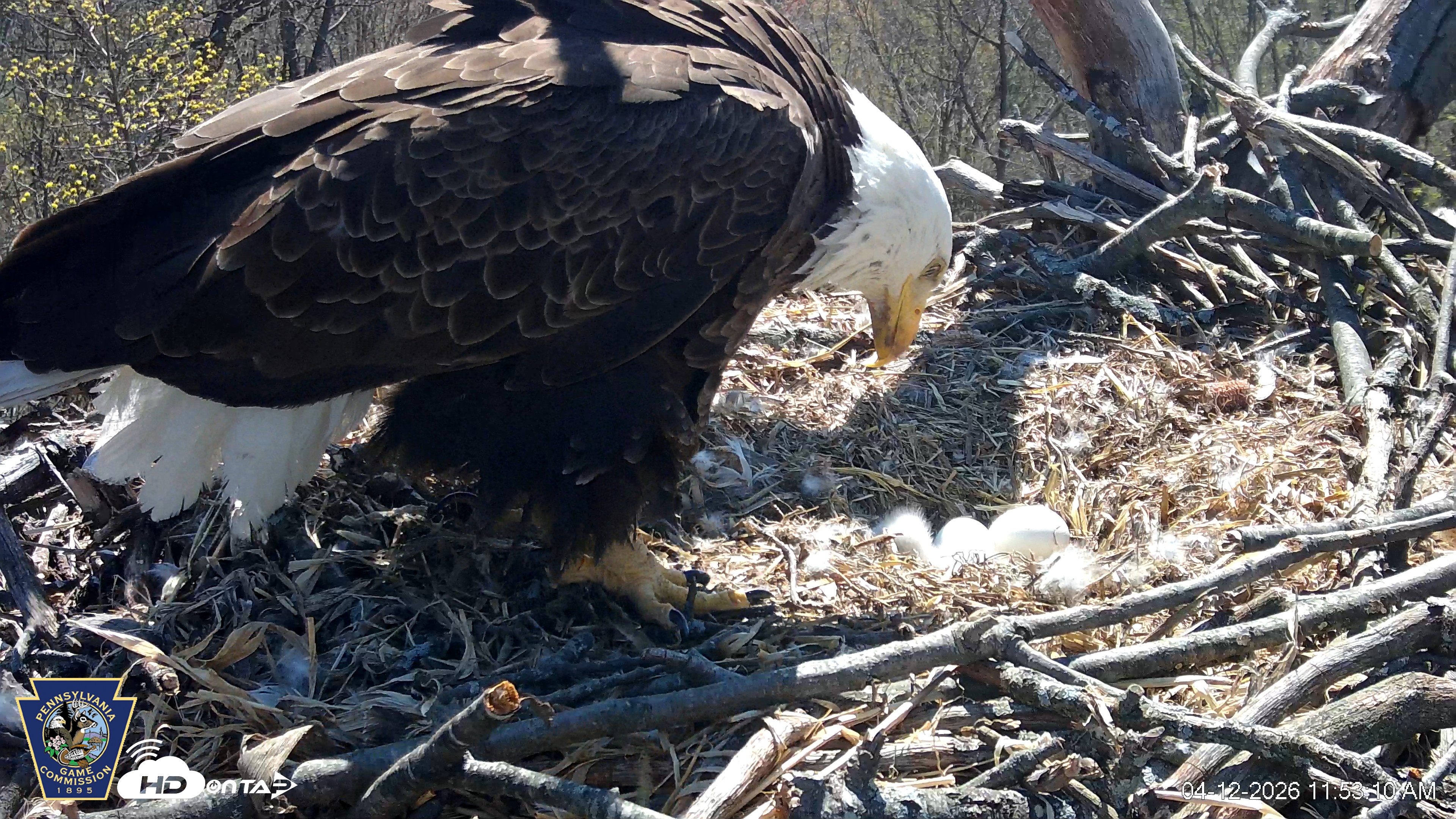 Snapshot of Hanover Eagles Live Cam taken Apr 12, 2026, 11:54am EDT