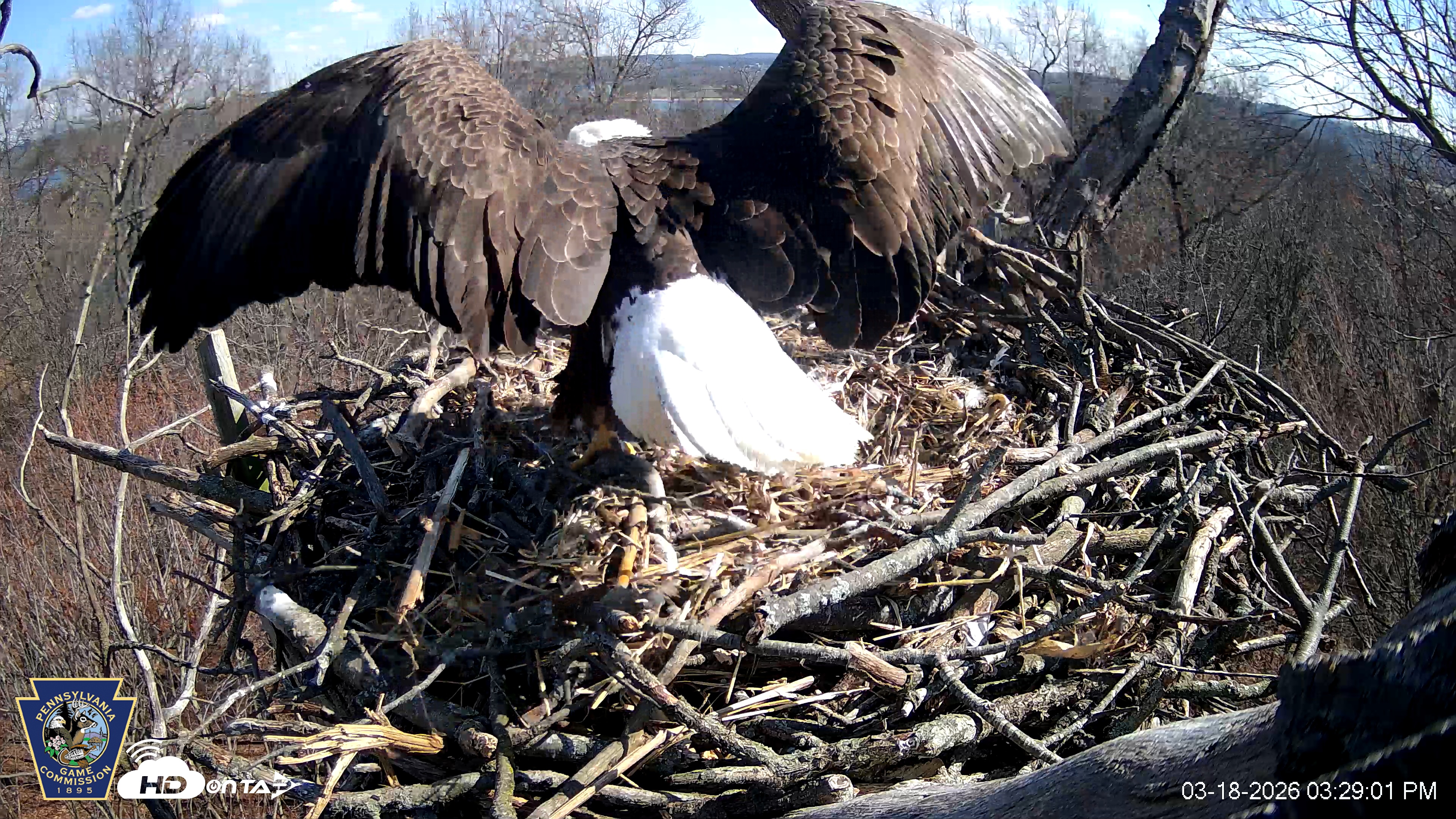 Snapshot of Hanover Eagles Live Cam taken Mar 18, 2026, 3:29pm EDT