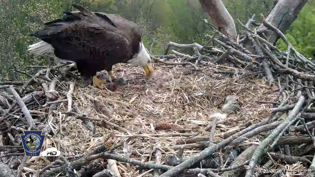 Snapshot of Hanover Eagles Live Cam taken Apr 20, 2026, 12:42pm EDT