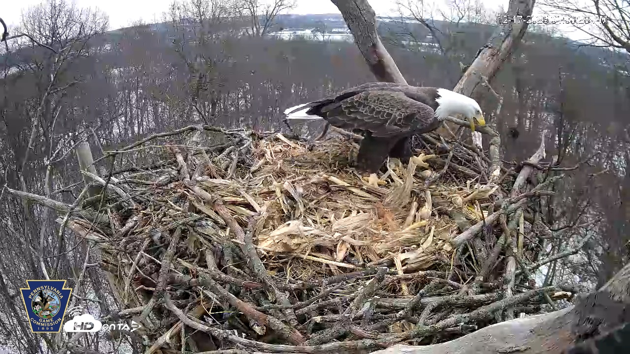 Snapshot of Hanover Eagles Live Cam taken Dec 17, 2025, 1:33pm EST