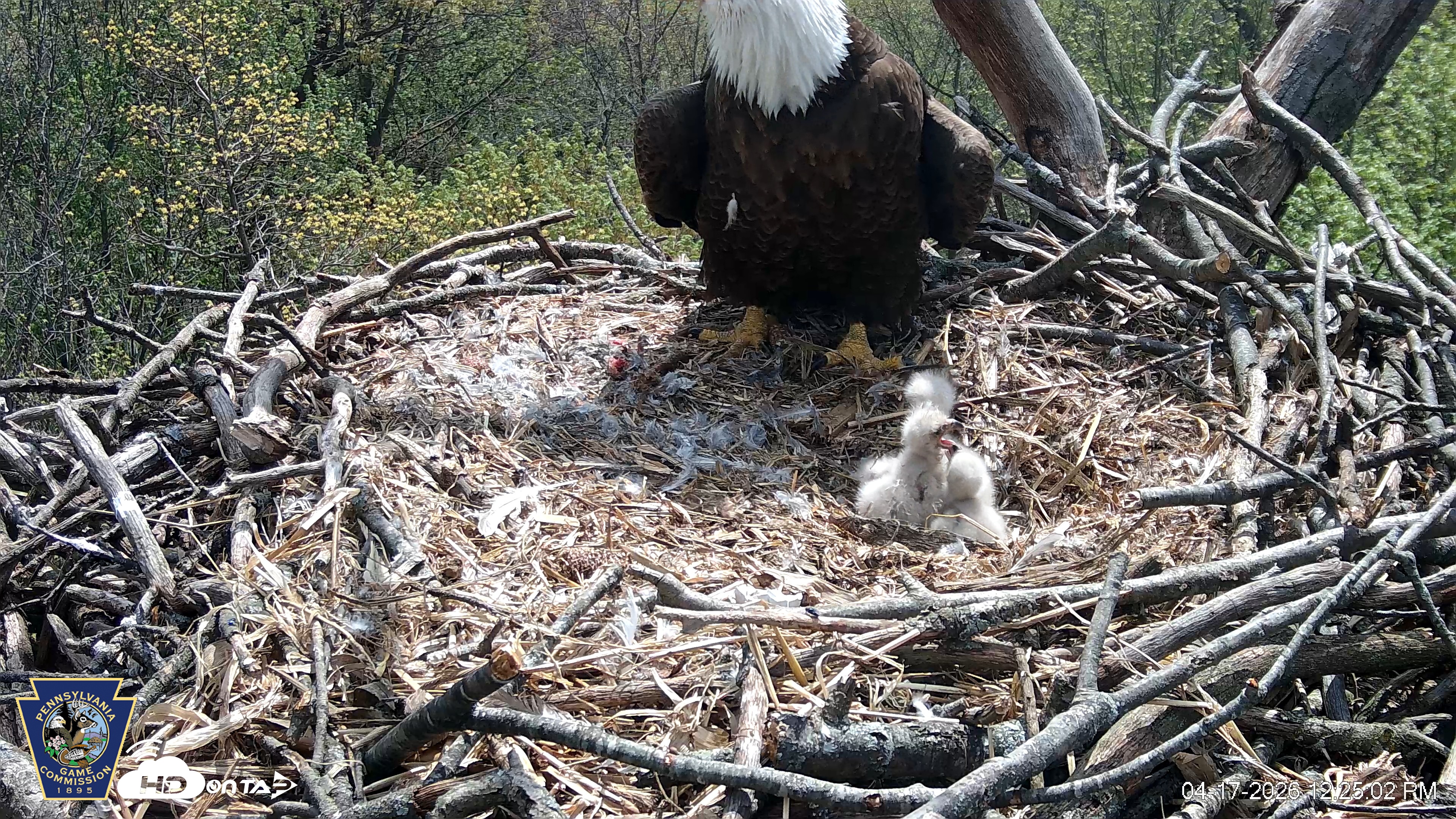 Snapshot of Hanover Eagles Live Cam taken Apr 17, 2026, 12:26pm EDT