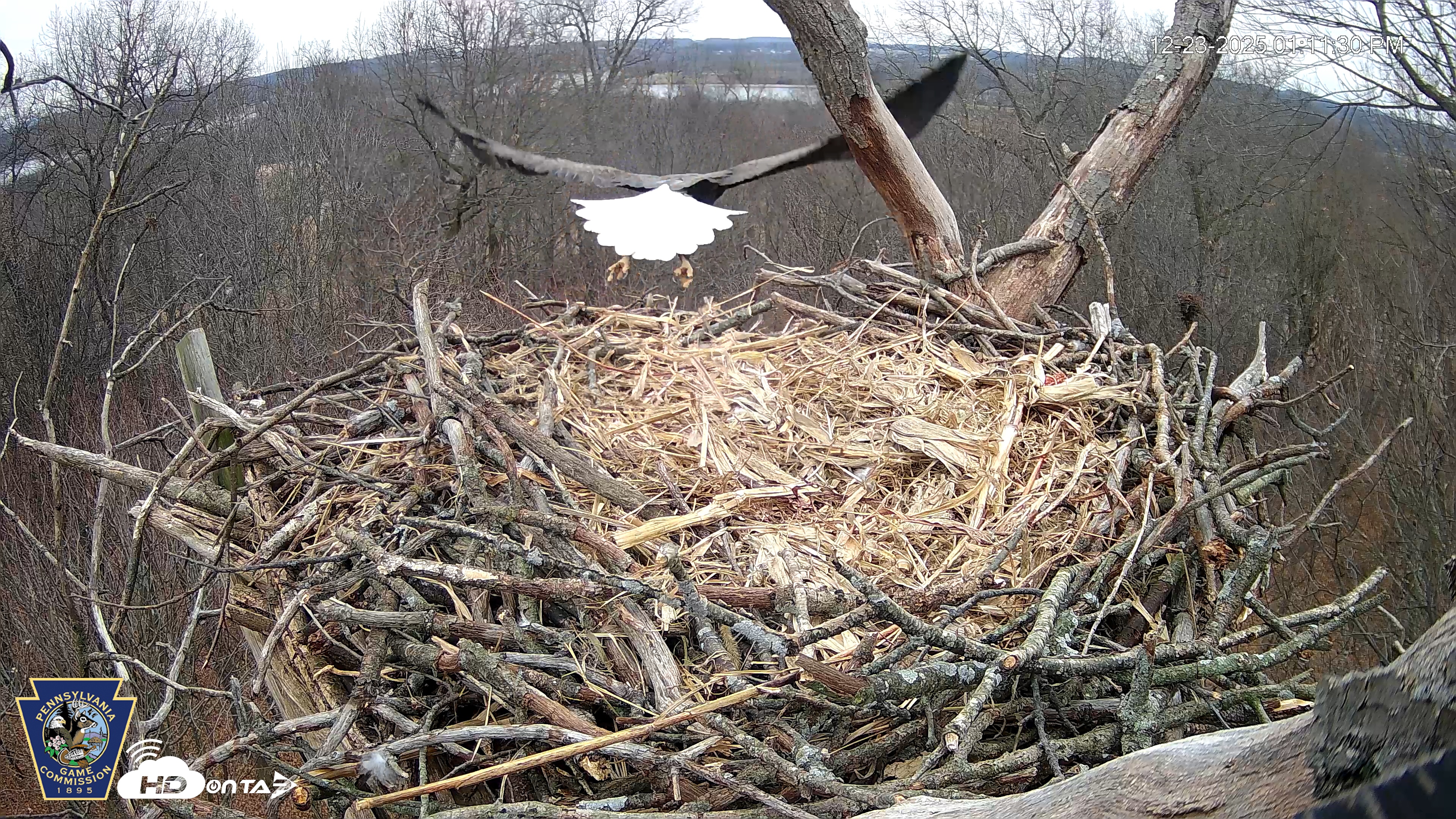 Snapshot of Hanover Eagles Live Cam taken Dec 23, 2025, 1:11pm EST