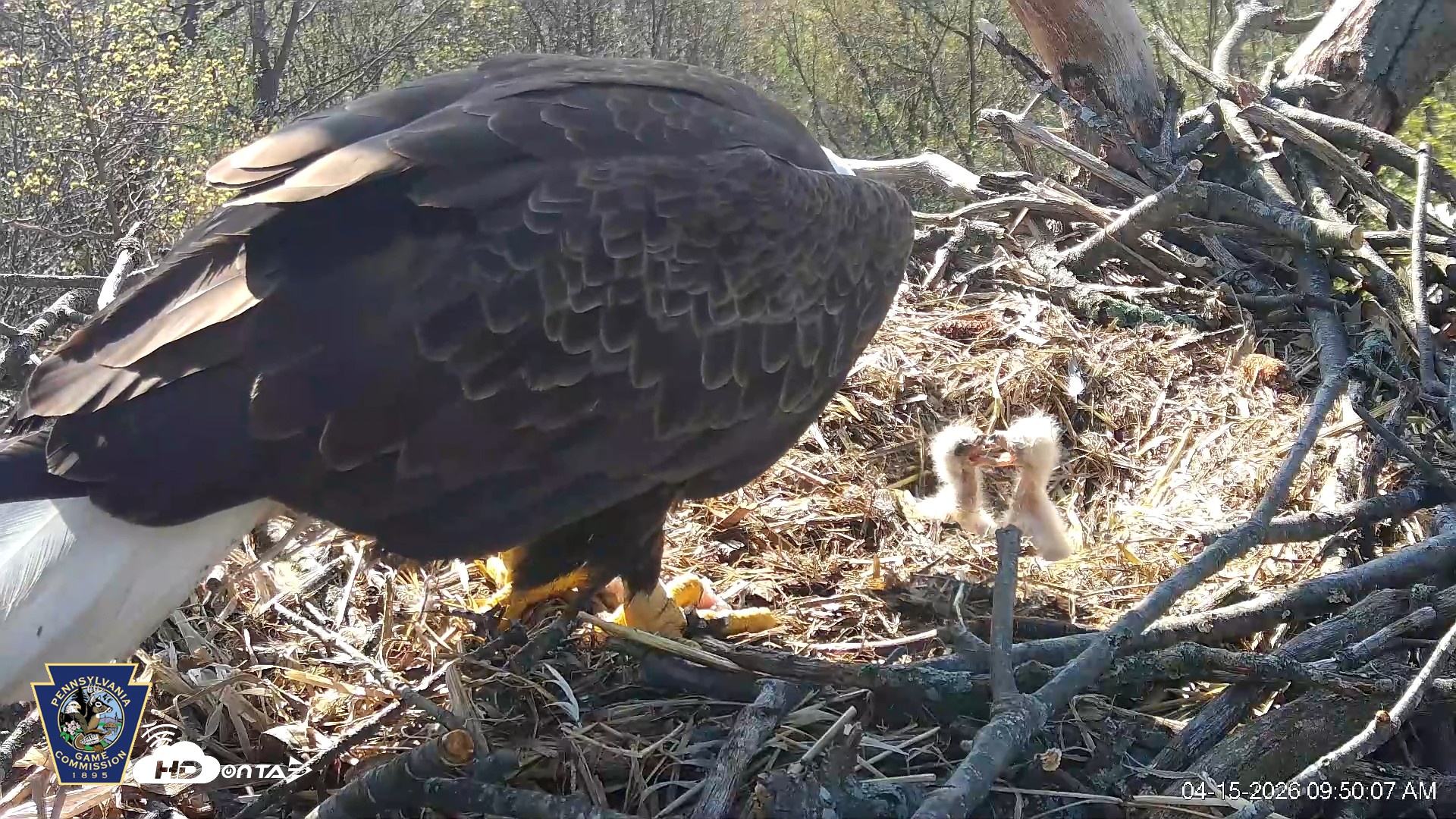 Snapshot of Hanover Eagles Live Cam taken Apr 15, 2026, 9:51am EDT