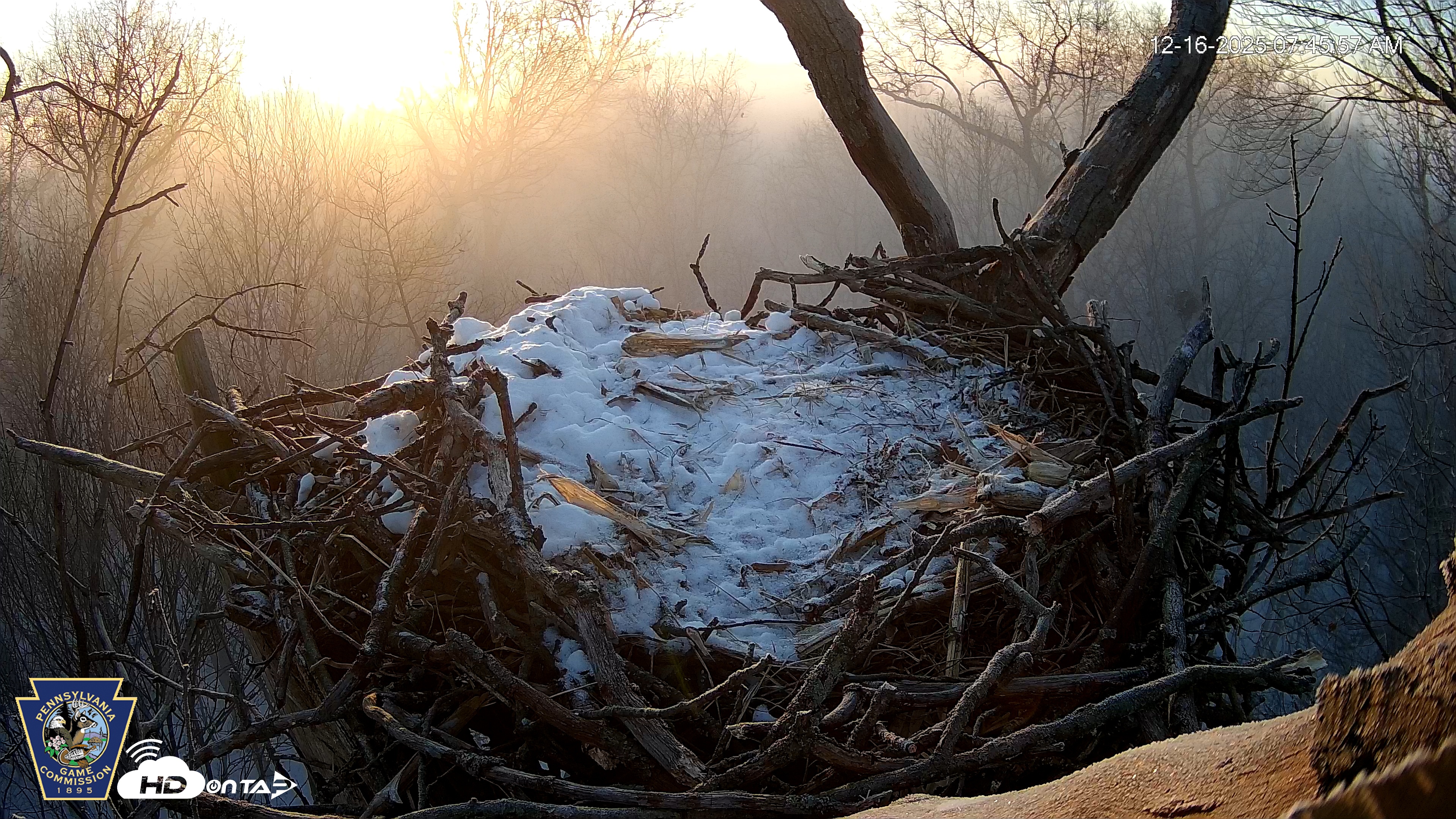 Snapshot of Hanover Eagles Live Cam taken Dec 16, 2025, 7:46am EST