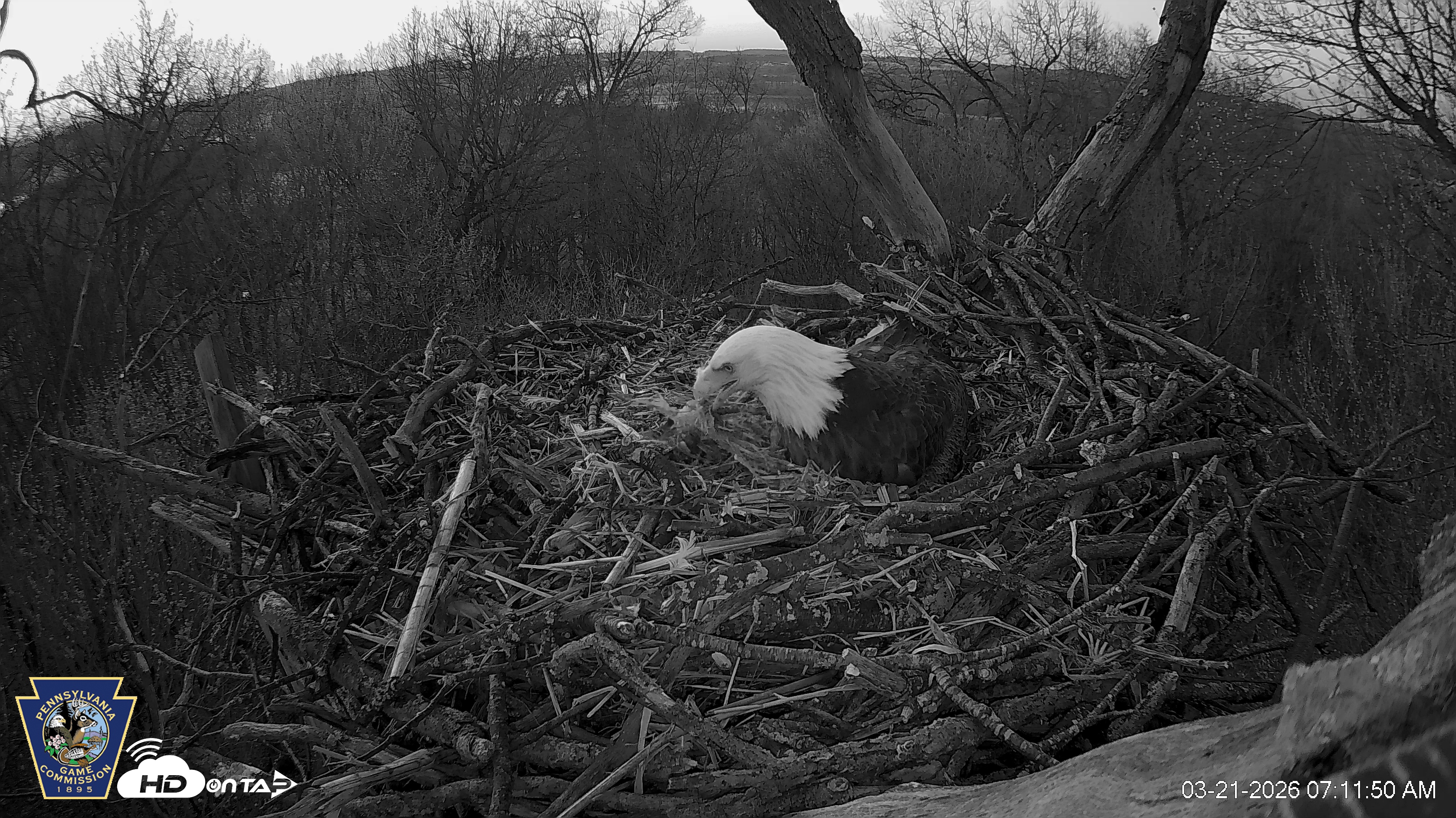 Snapshot of Hanover Eagles Live Cam taken Mar 21, 2026, 7:12am EDT