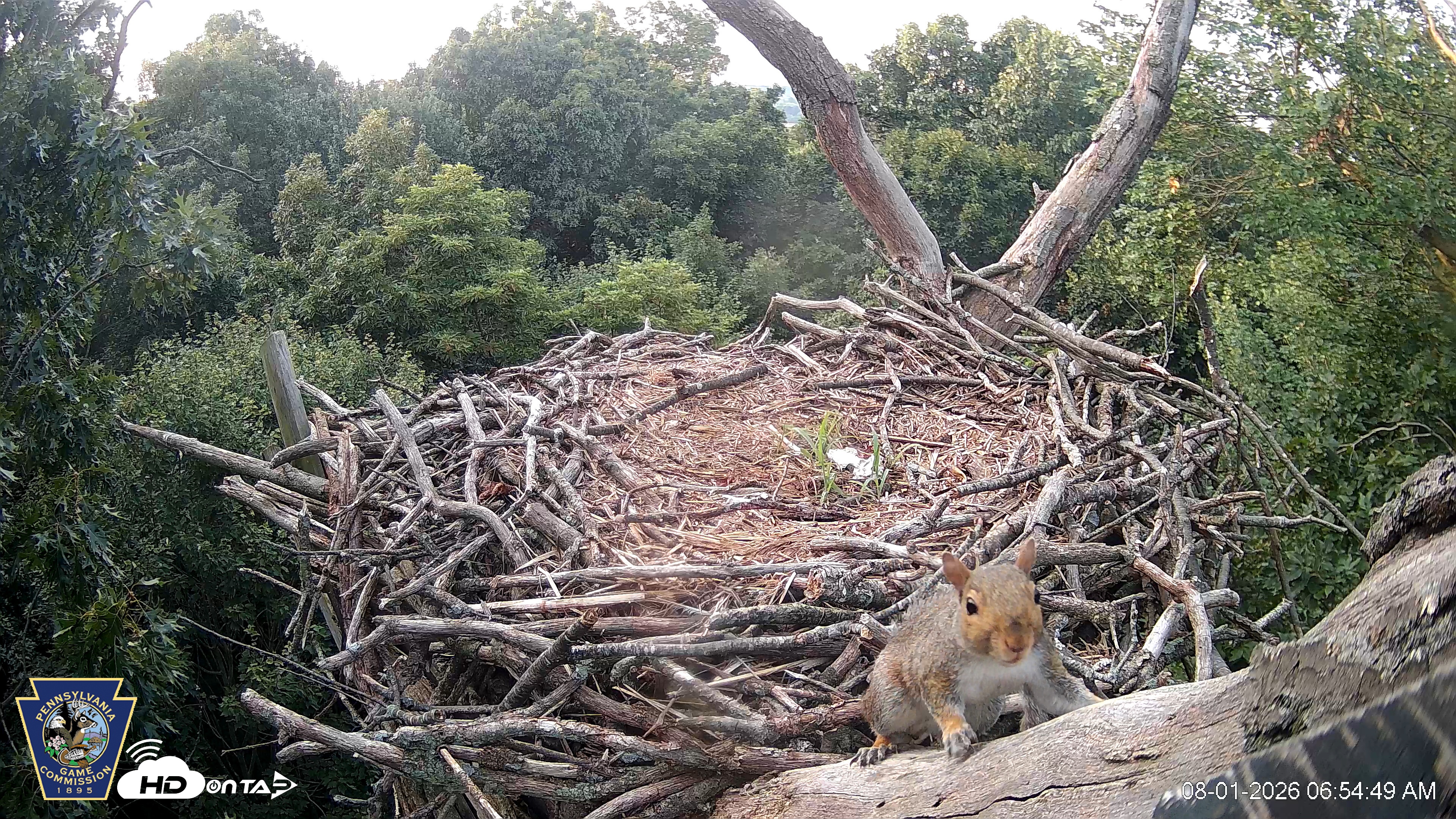 Snapshot of Hanover Eagles Live Cam taken Aug 1, 2026, 6:55am EDT