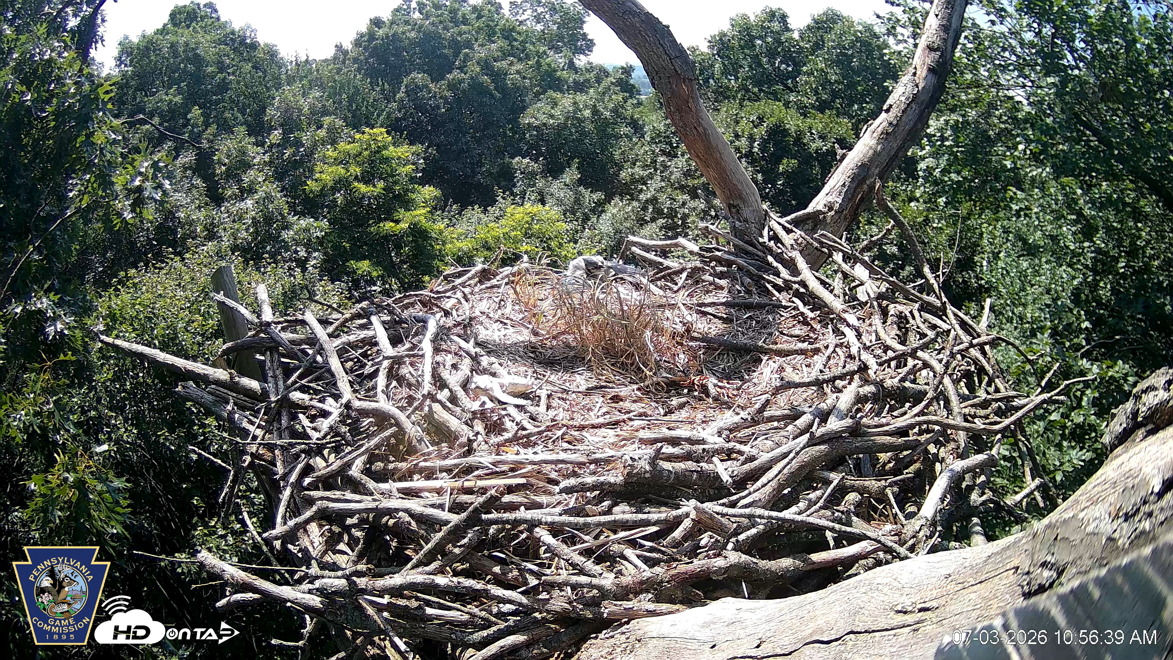 Snapshot of Hanover Eagles Live Cam taken Jul 3, 2026, 10:57am EDT