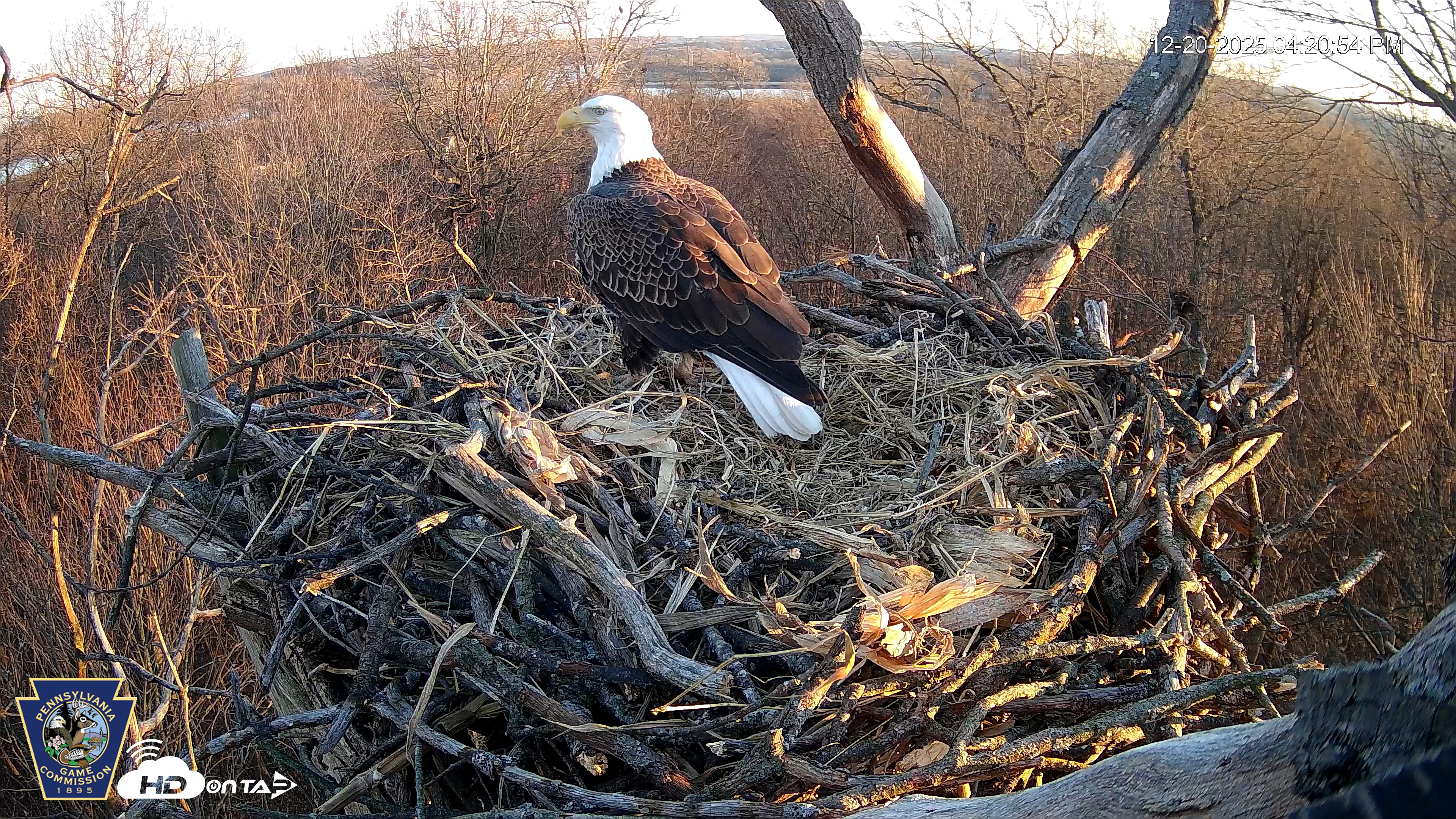 Snapshot of Hanover Eagles Live Cam taken Dec 20, 2025, 4:21pm EST