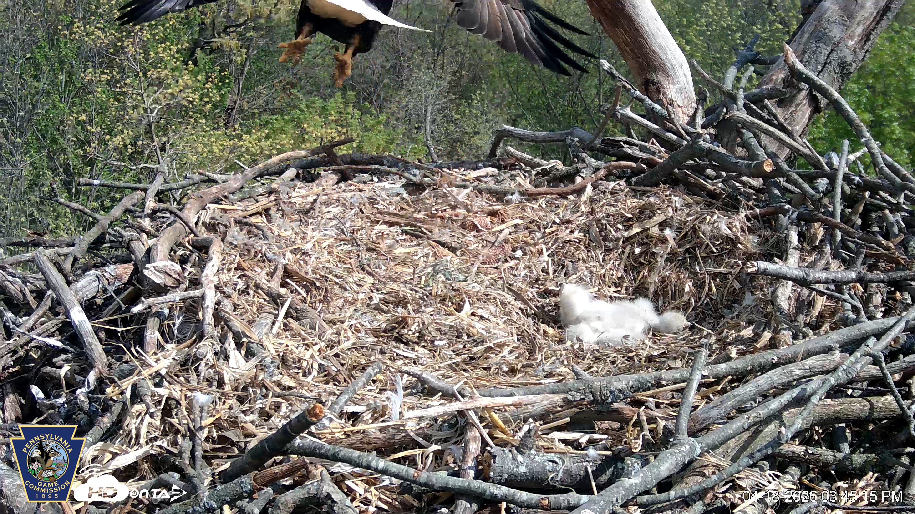 Snapshot of Hanover Eagles Live Cam taken Apr 18, 2026, 3:45pm EDT