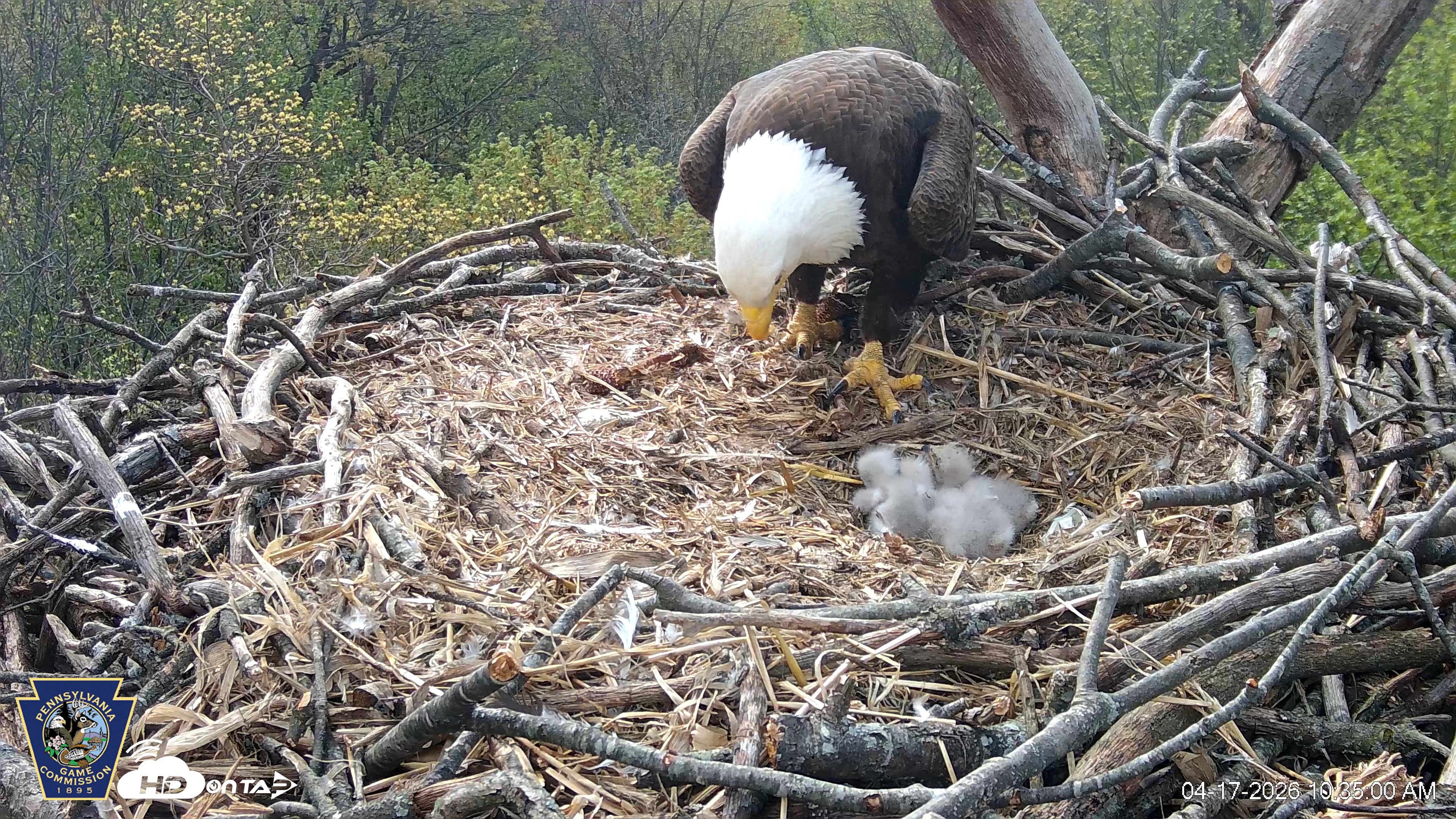 Snapshot of Hanover Eagles Live Cam taken Apr 17, 2026, 10:35am EDT
