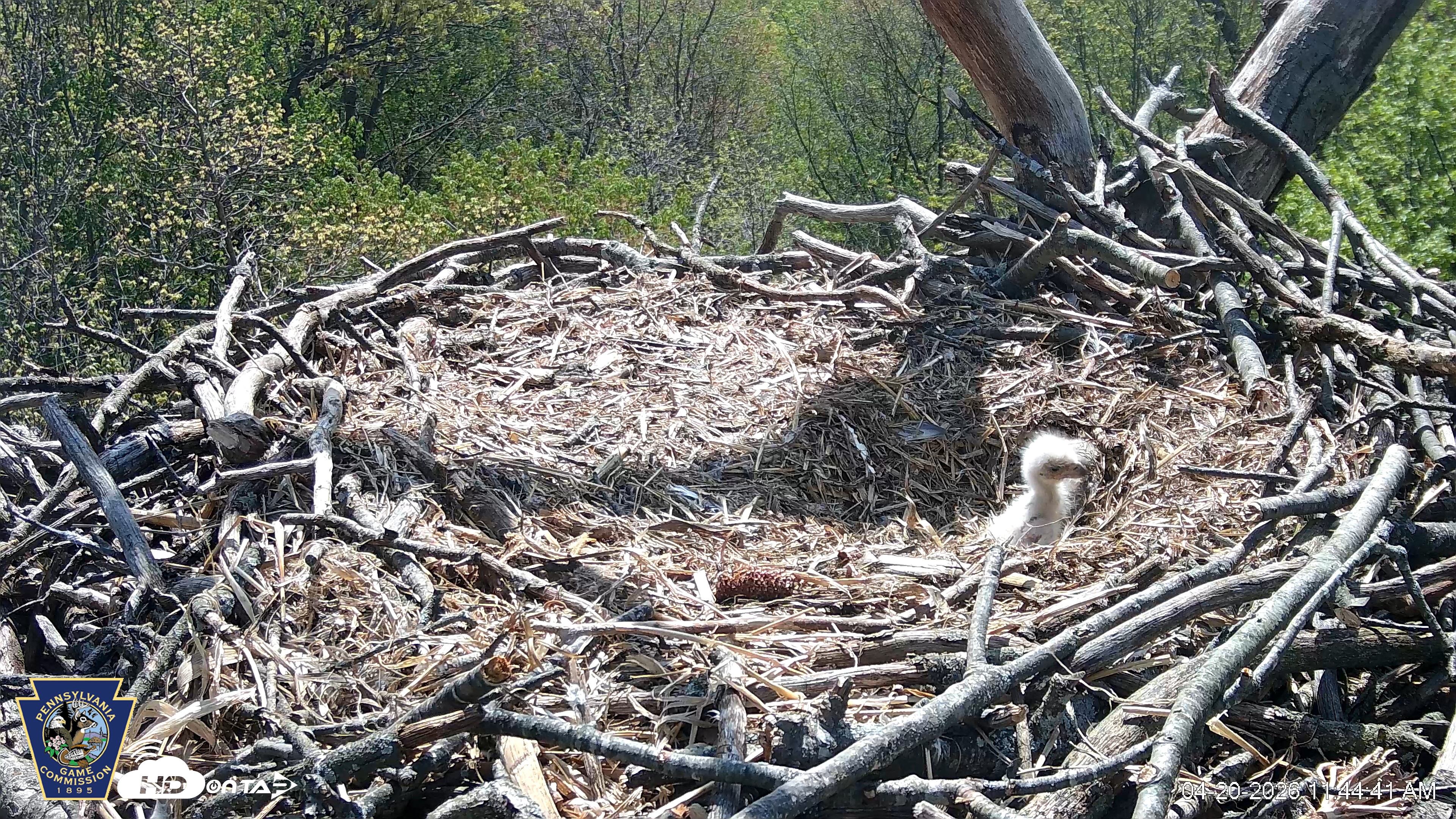 Snapshot of Hanover Eagles Live Cam taken Apr 20, 2026, 11:45am EDT