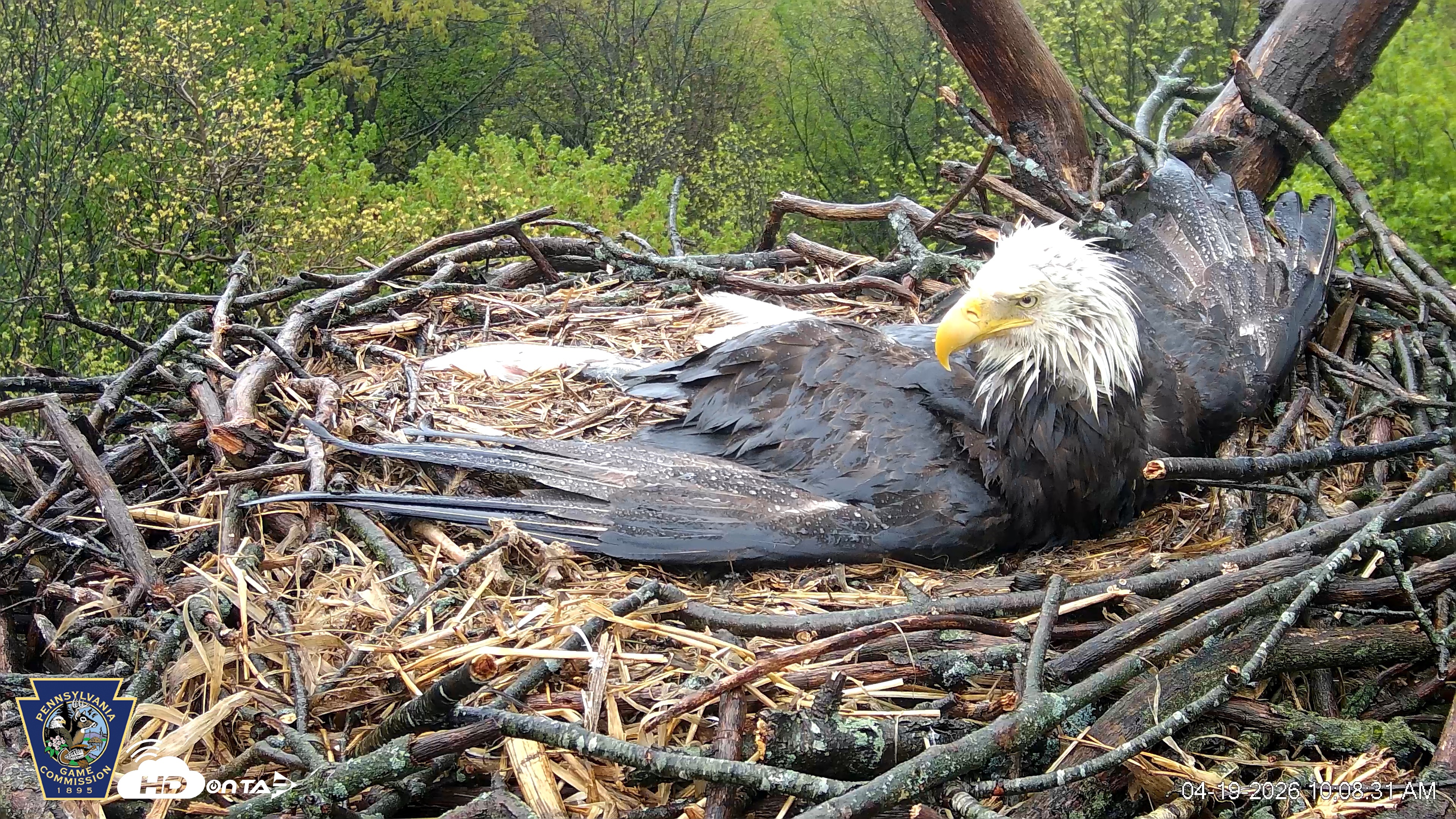Snapshot of Hanover Eagles Live Cam taken Apr 19, 2026, 10:10am EDT