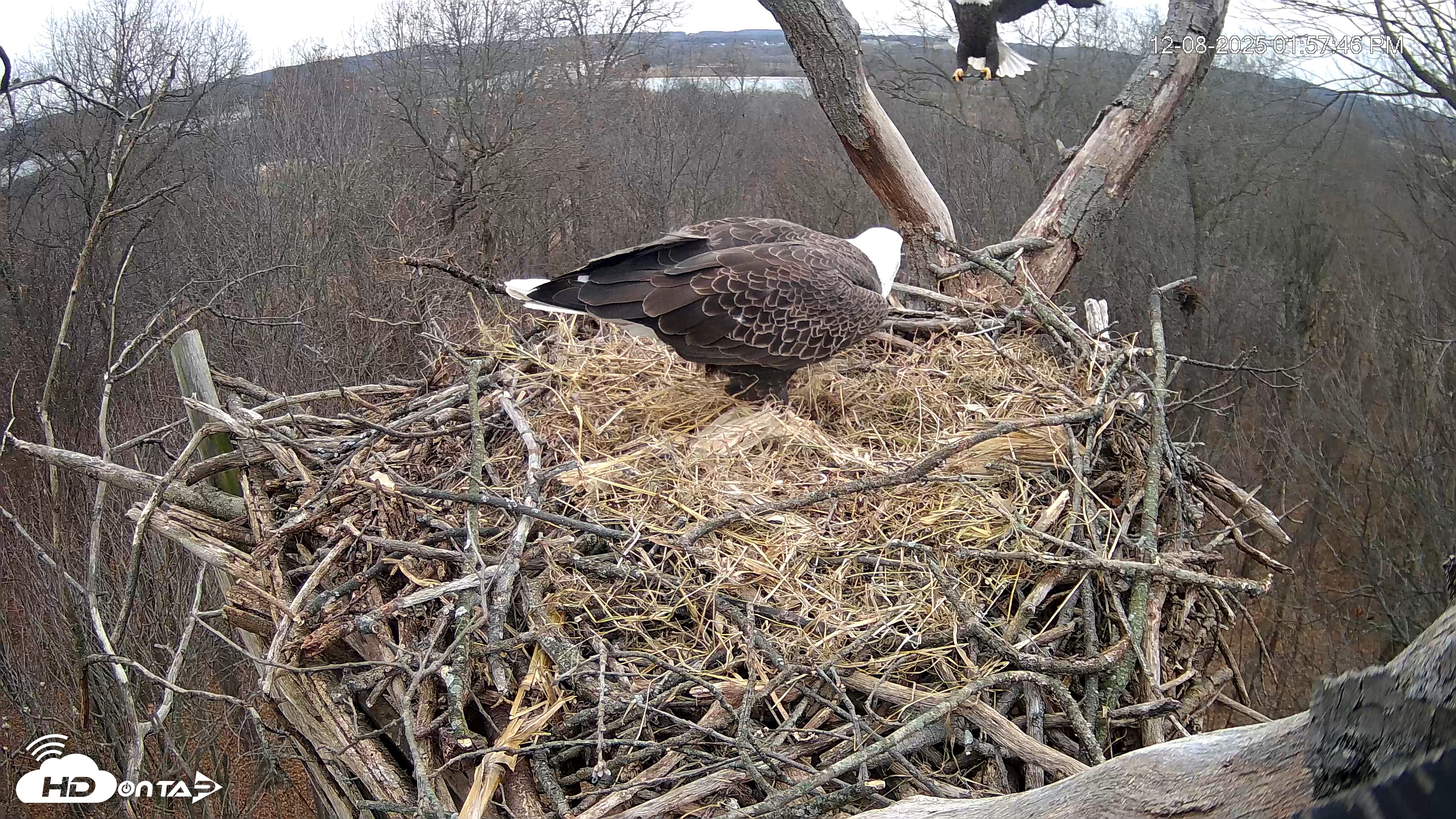 Snapshot of Hanover Eagles Live Cam taken Dec 8, 2025, 1:58pm EST