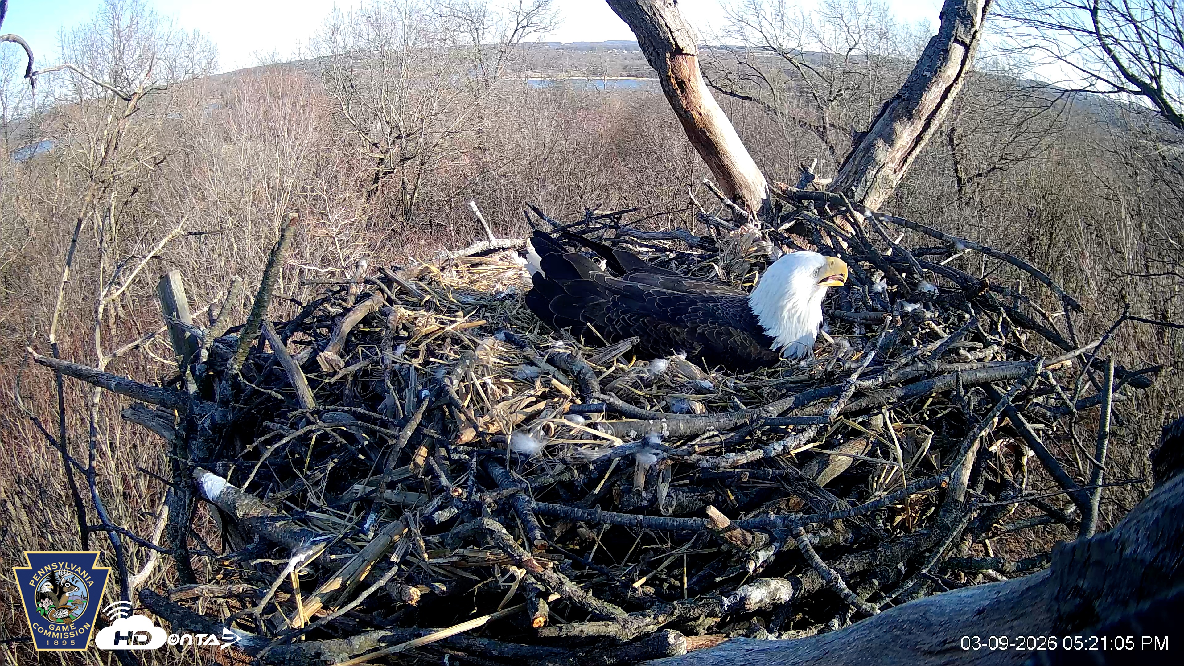 Snapshot of Hanover Eagles Live Cam taken Mar 9, 2026, 5:21pm EDT