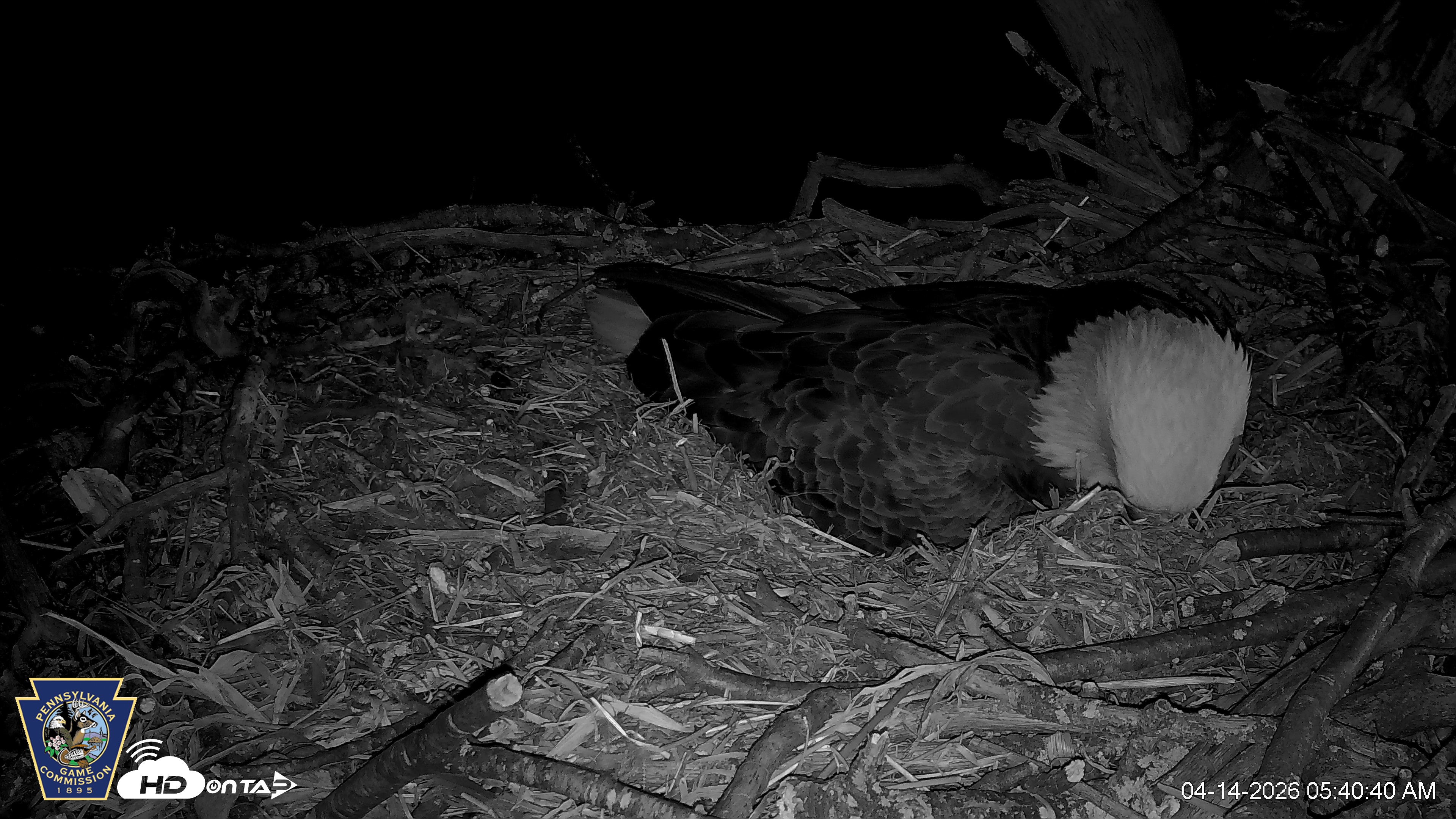 Snapshot of Hanover Eagles Live Cam taken Apr 14, 2026, 5:41am EDT