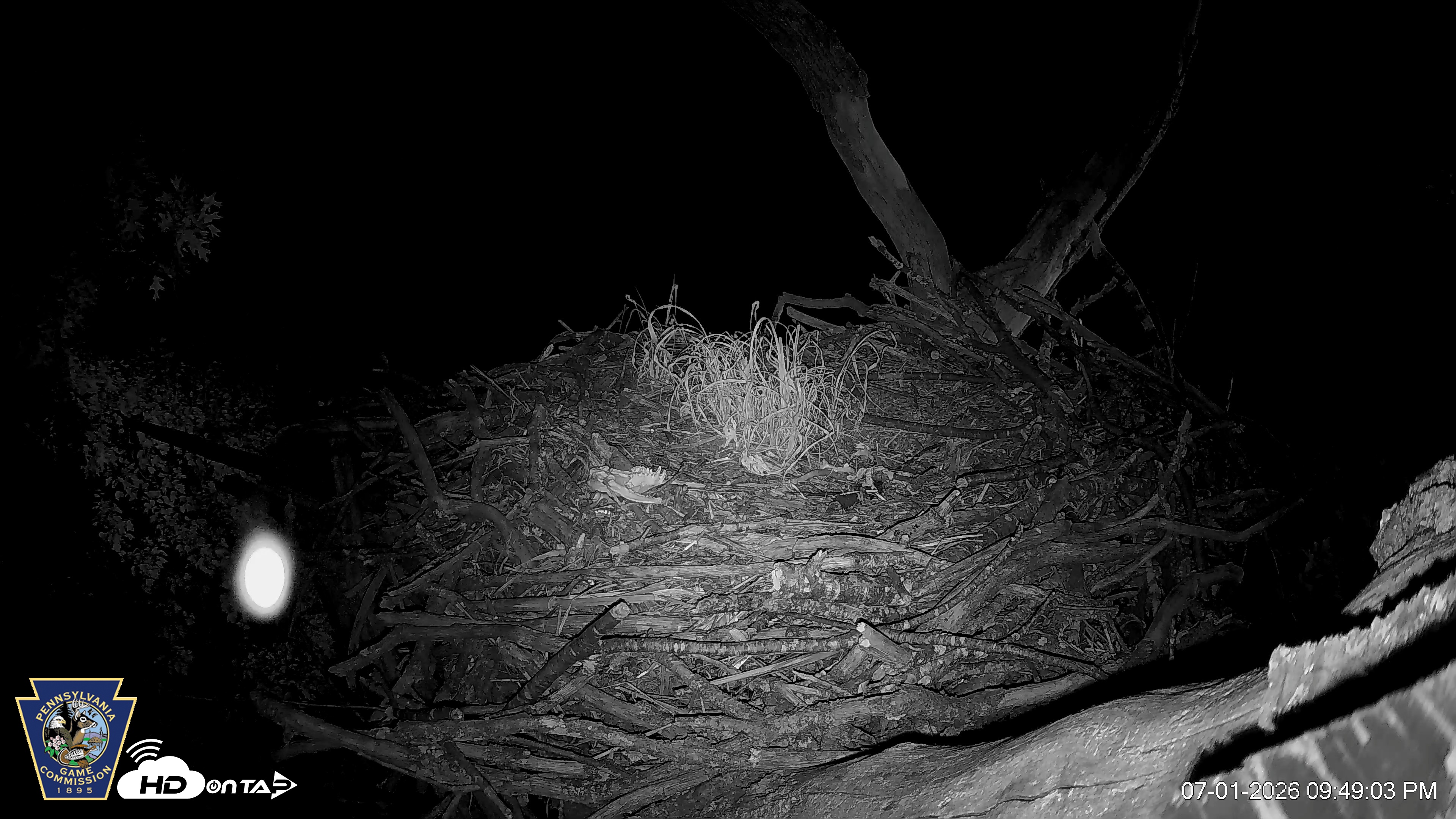 Snapshot of Hanover Eagles Live Cam taken Jul 1, 2026, 9:50pm EDT