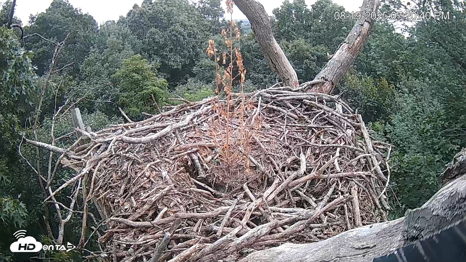 Snapshot of Hanover Eagles Live Cam taken Aug 19, 2025, 7:20pm EDT