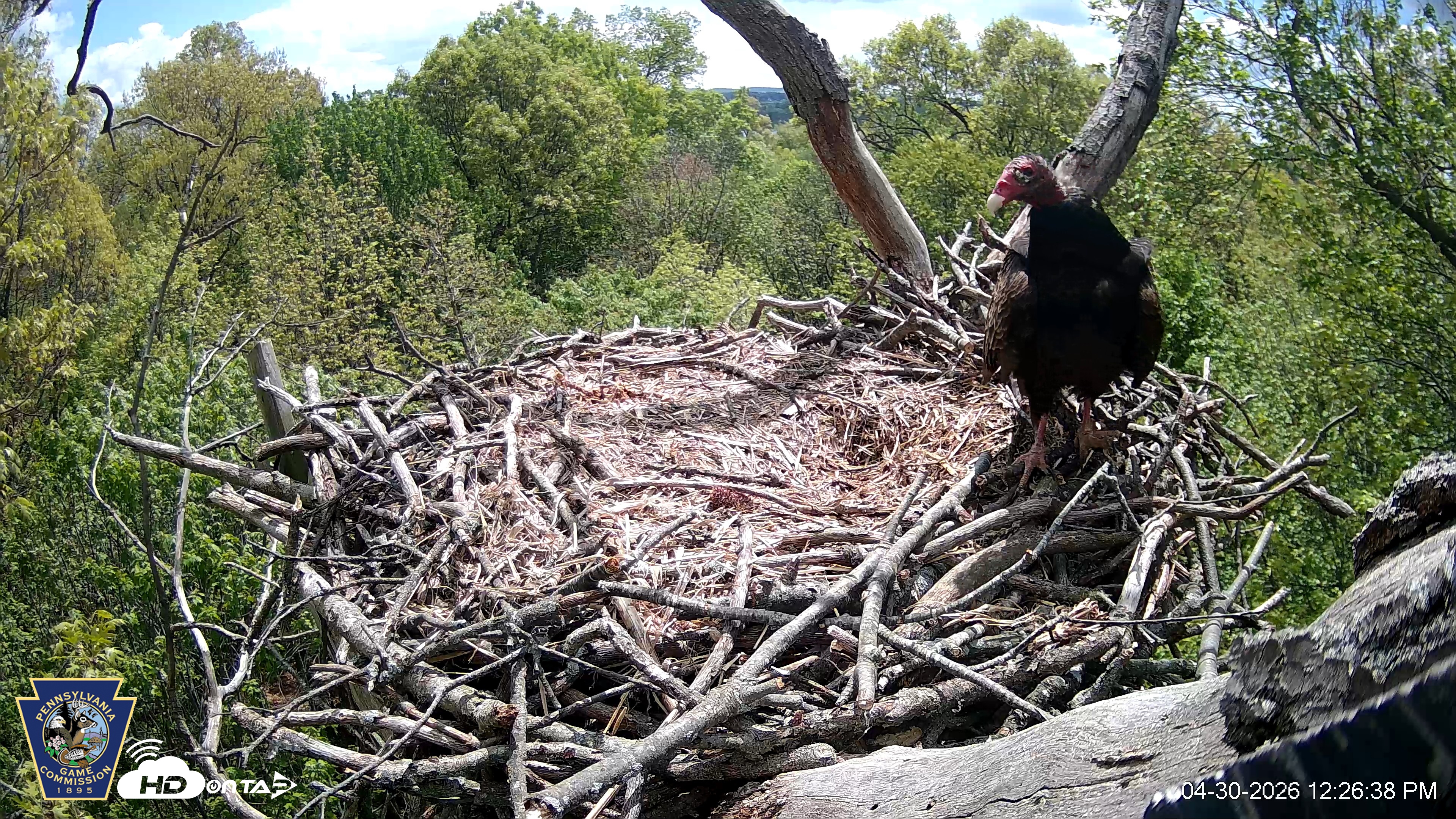 Snapshot of Hanover Eagles Live Cam taken Apr 30, 2026, 12:27pm EDT