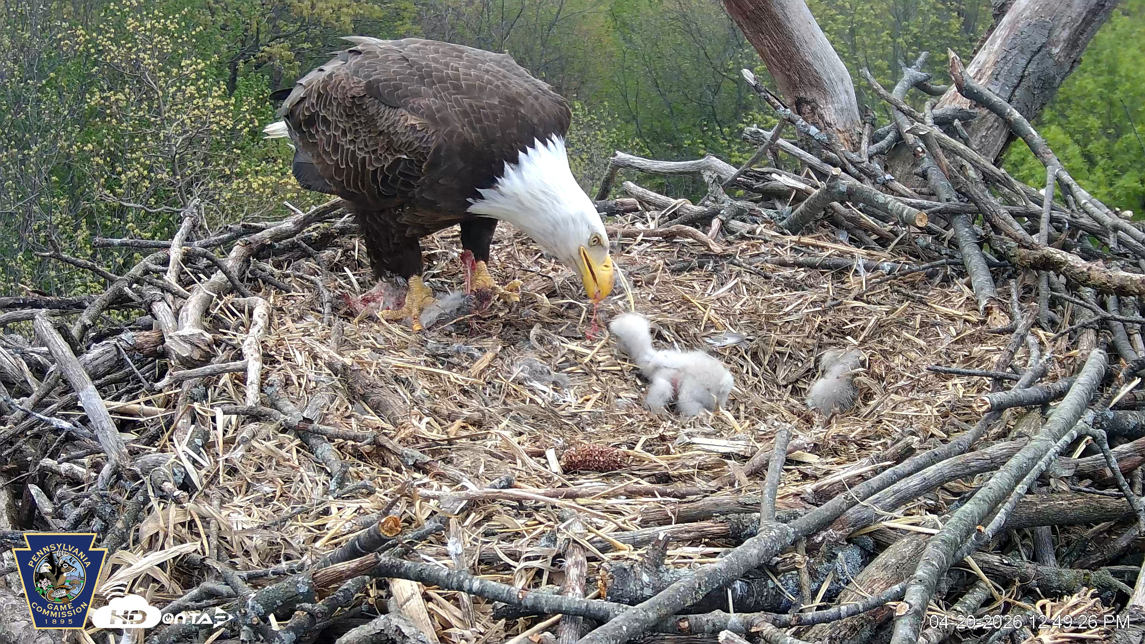 Snapshot of Hanover Eagles Live Cam taken Apr 20, 2026, 12:49pm EDT