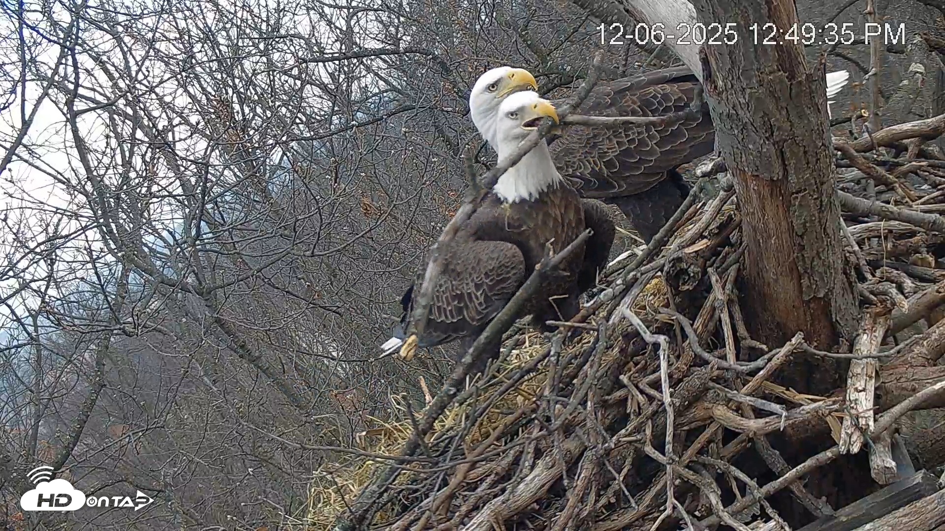 Snapshot of Hanover Eagles Live Cam taken Dec 6, 2025, 12:50pm EST