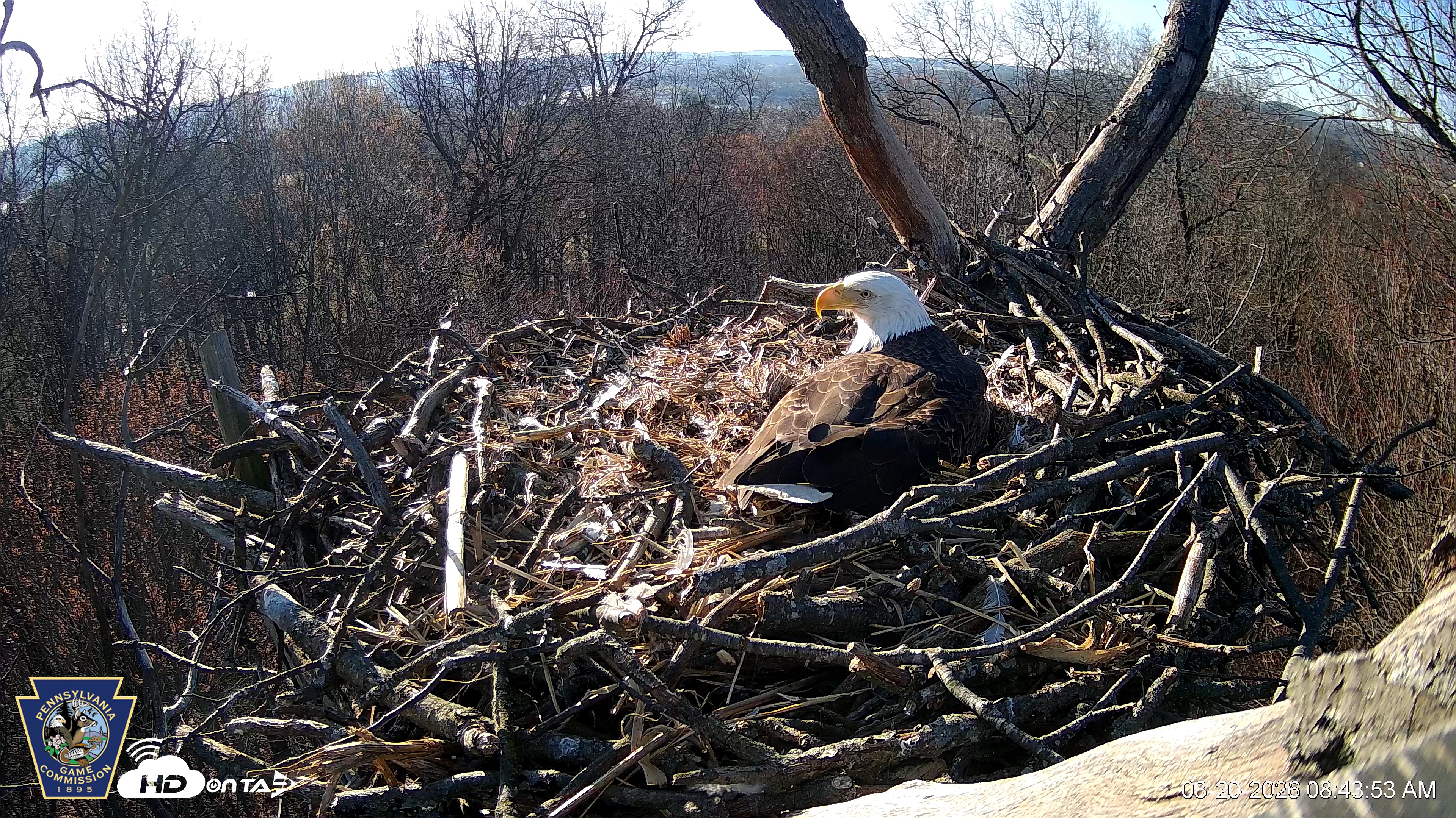 Snapshot of Hanover Eagles Live Cam taken Mar 20, 2026, 8:44am EDT