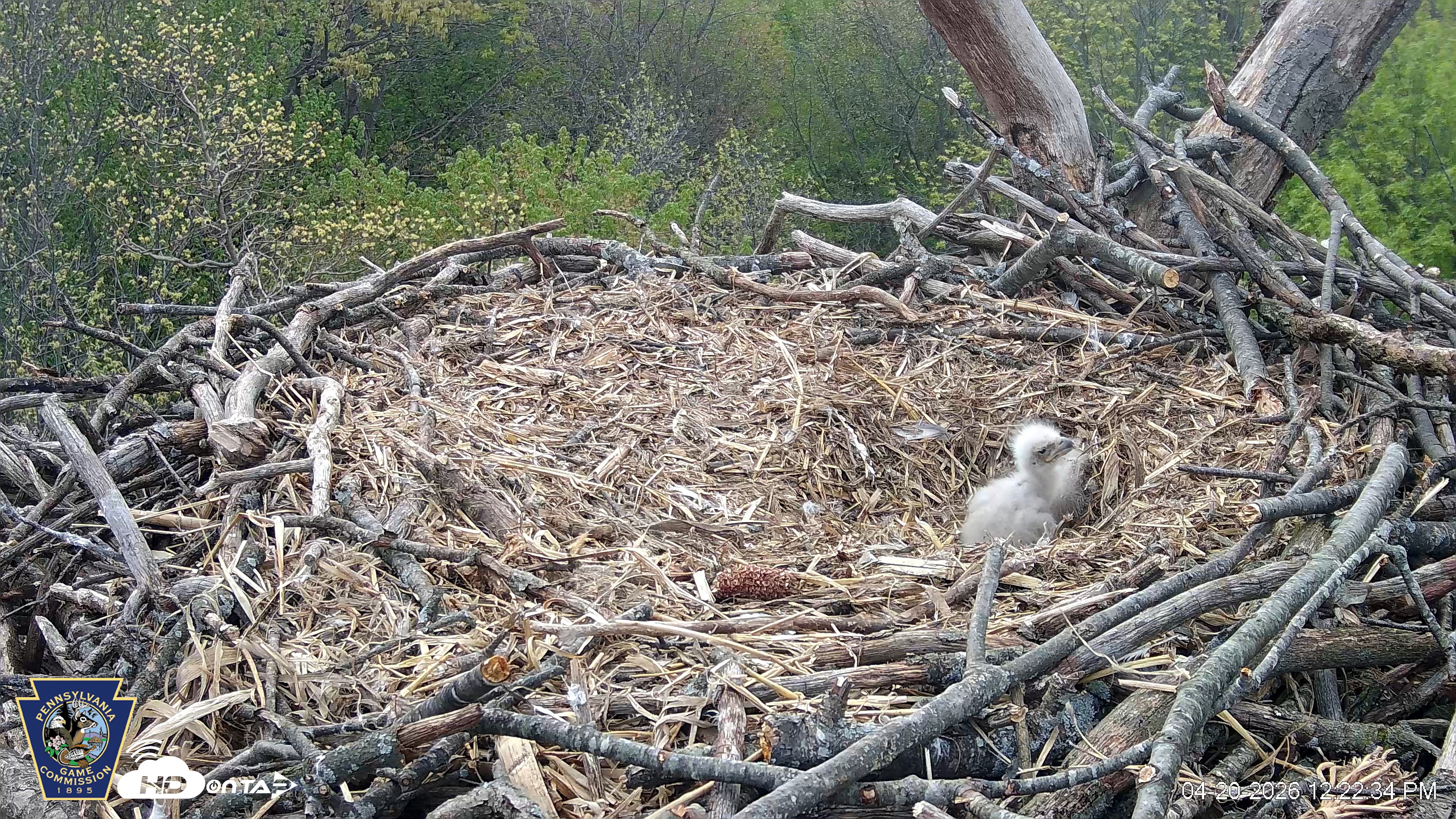 Snapshot of Hanover Eagles Live Cam taken Apr 20, 2026, 12:23pm EDT