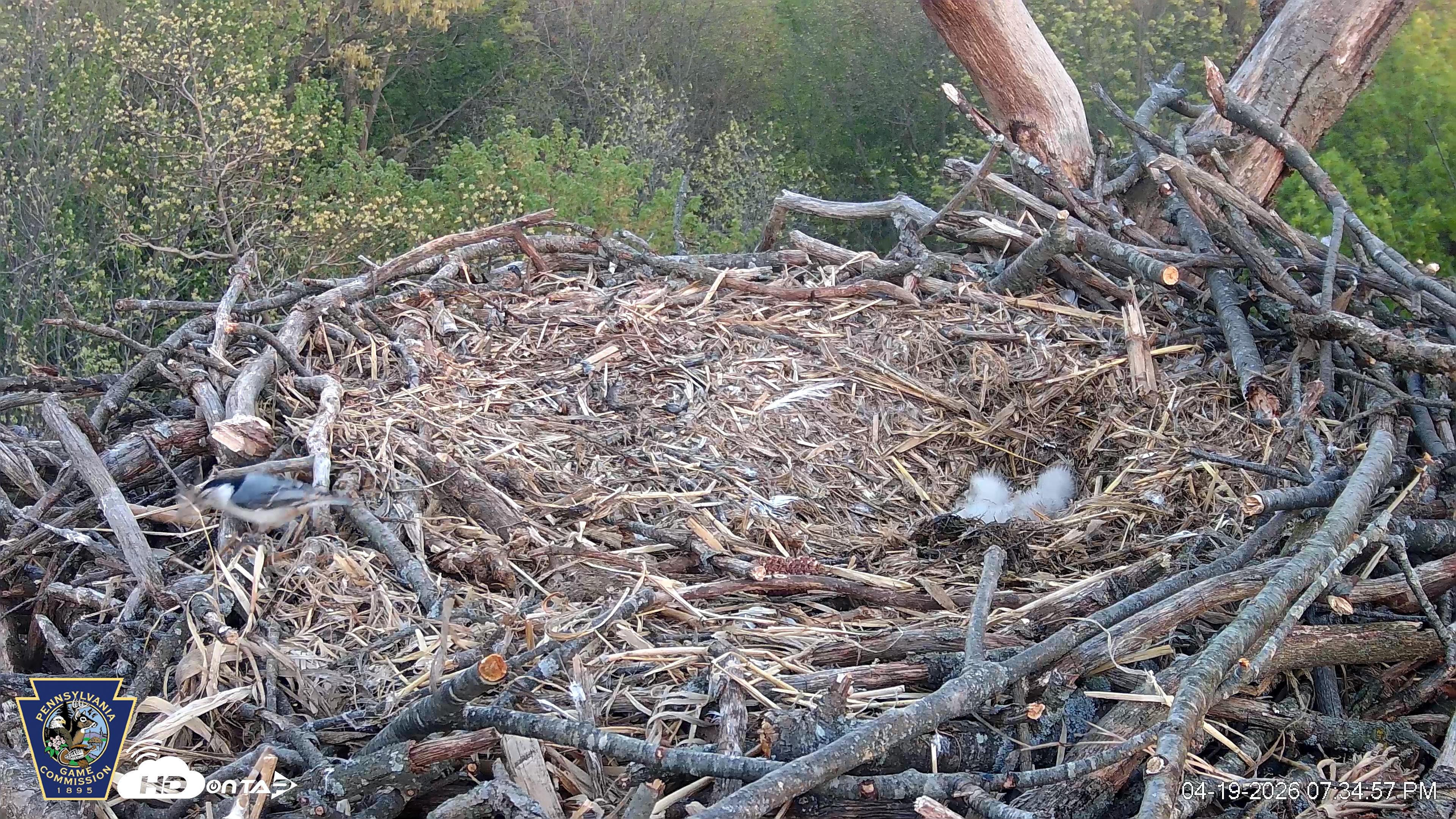 Snapshot of Hanover Eagles Live Cam taken Apr 19, 2026, 7:35pm EDT