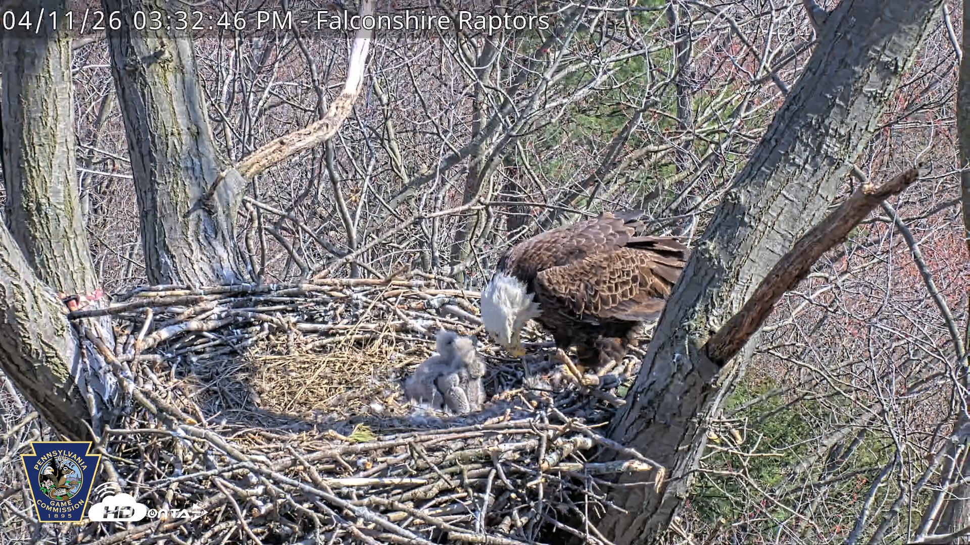 Snapshot of Hanover Eagles Live Cam taken Apr 11, 2026, 3:33pm EDT