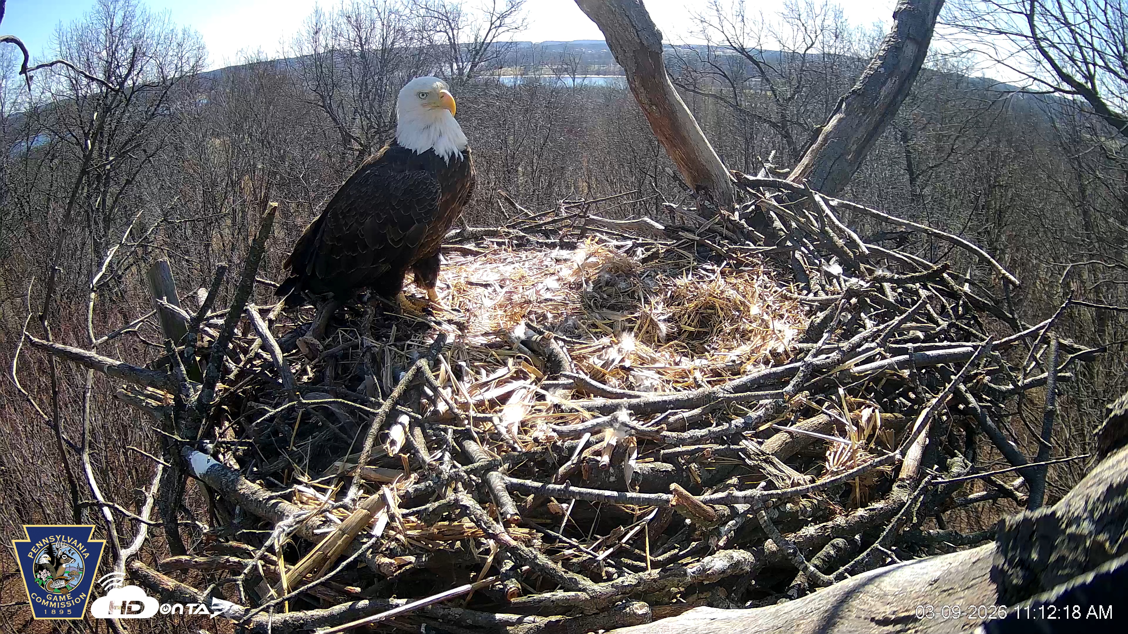 Snapshot of Hanover Eagles Live Cam taken Mar 9, 2026, 12:12pm EDT