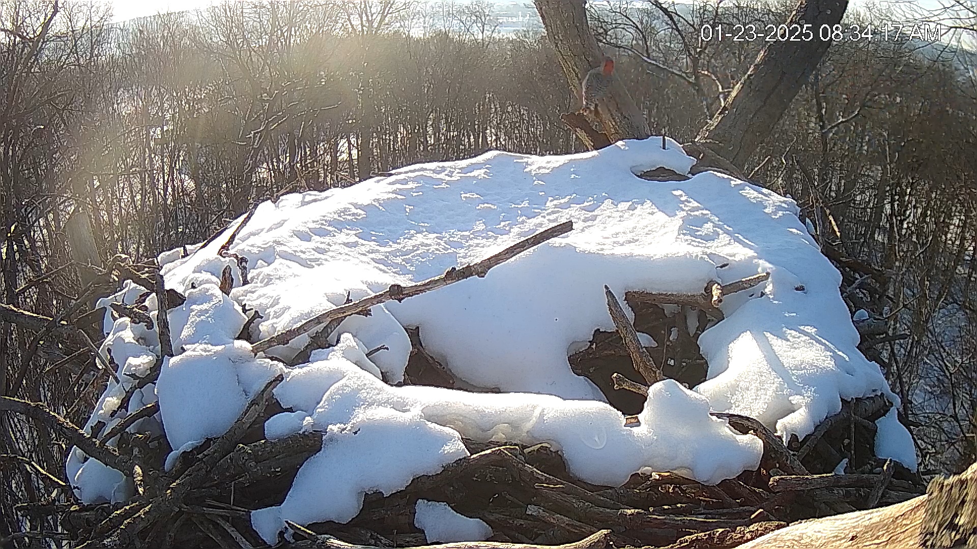 Snapshot of Hanover Eagles Live Cam taken Jan 23, 2025, 8:35am EST